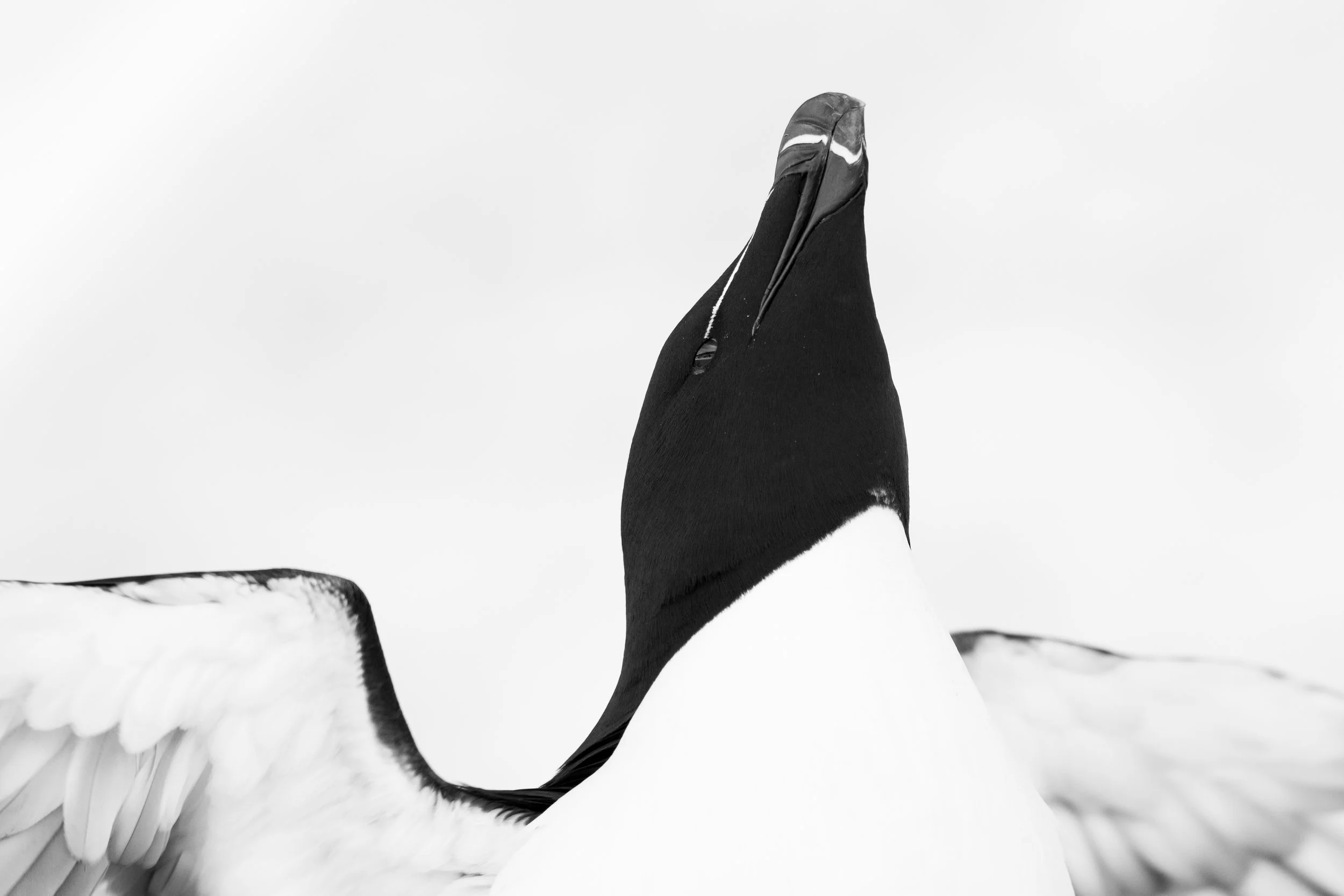 Razorbill