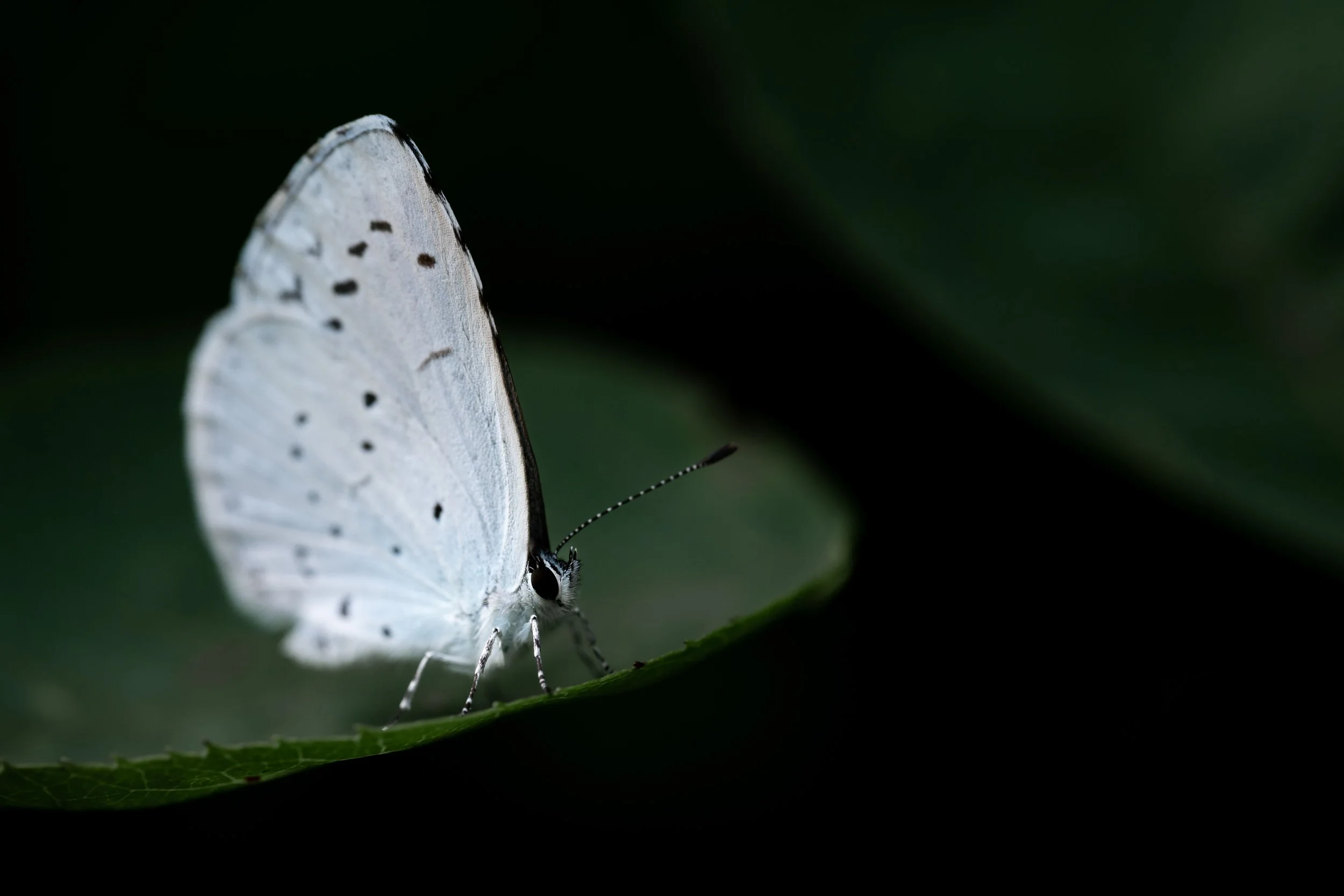 Holly blue | NL