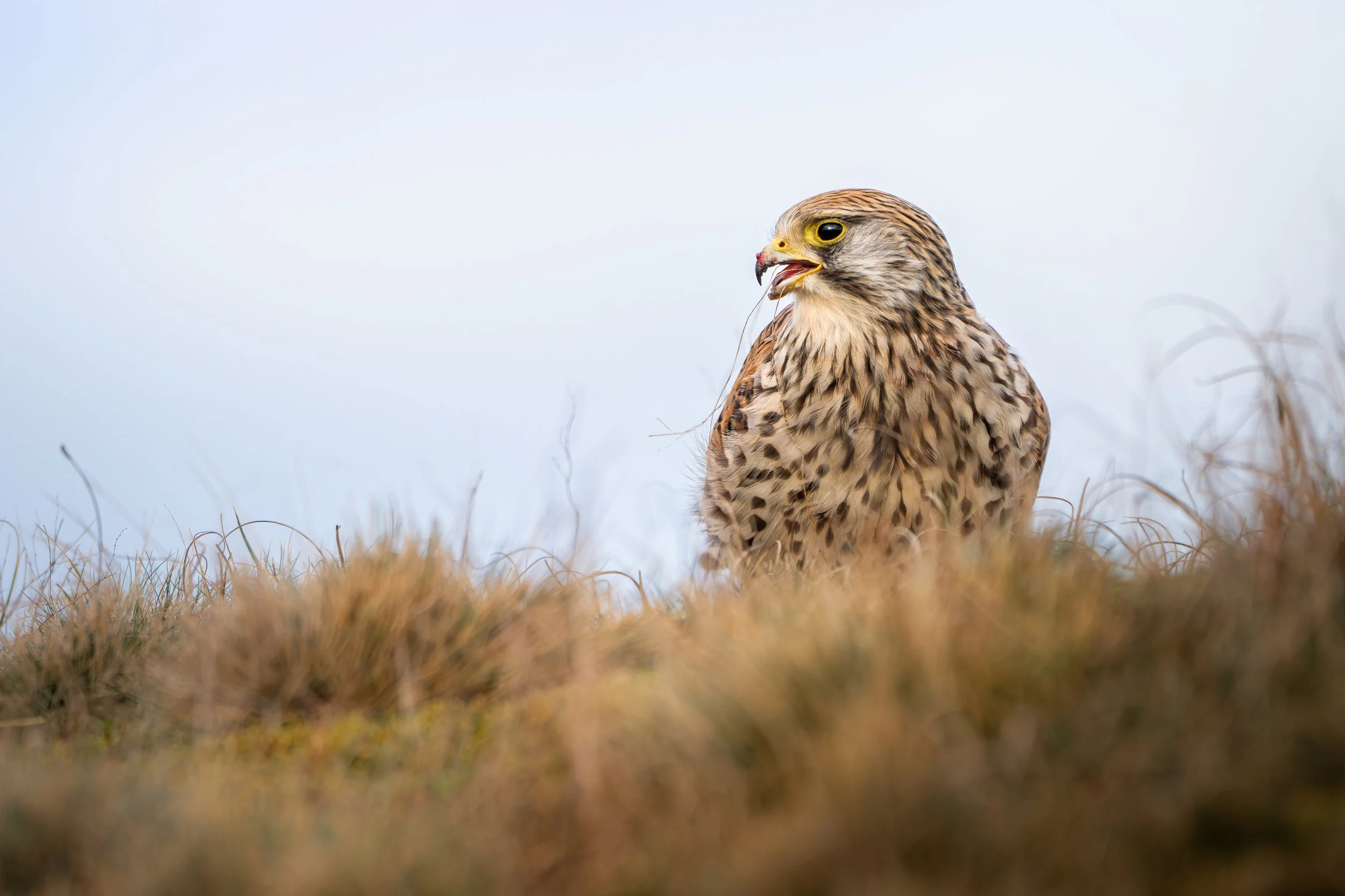 Common kestrel