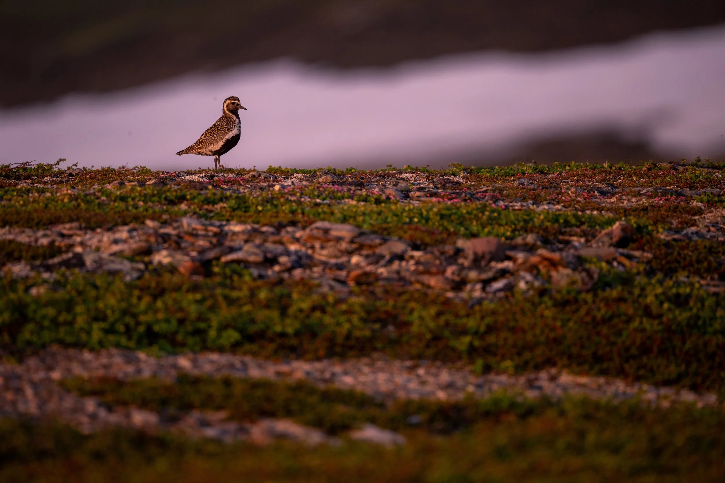 A small bird standing on rocky ground with green and pink vegetation, with a blurred background of water and a dark sky.