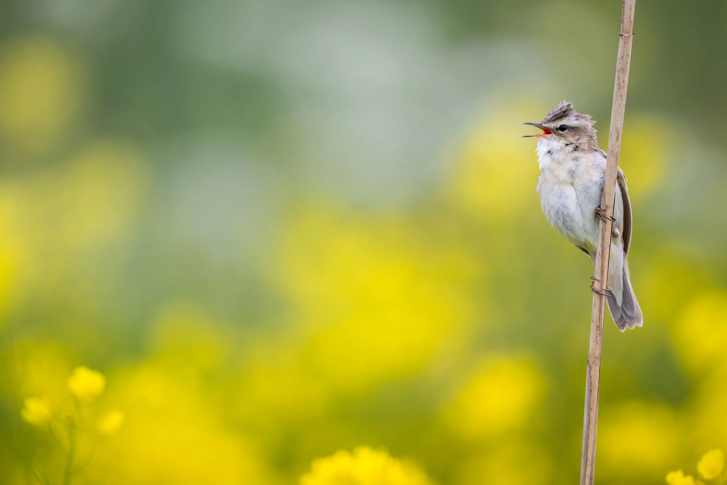Sedge warbler
