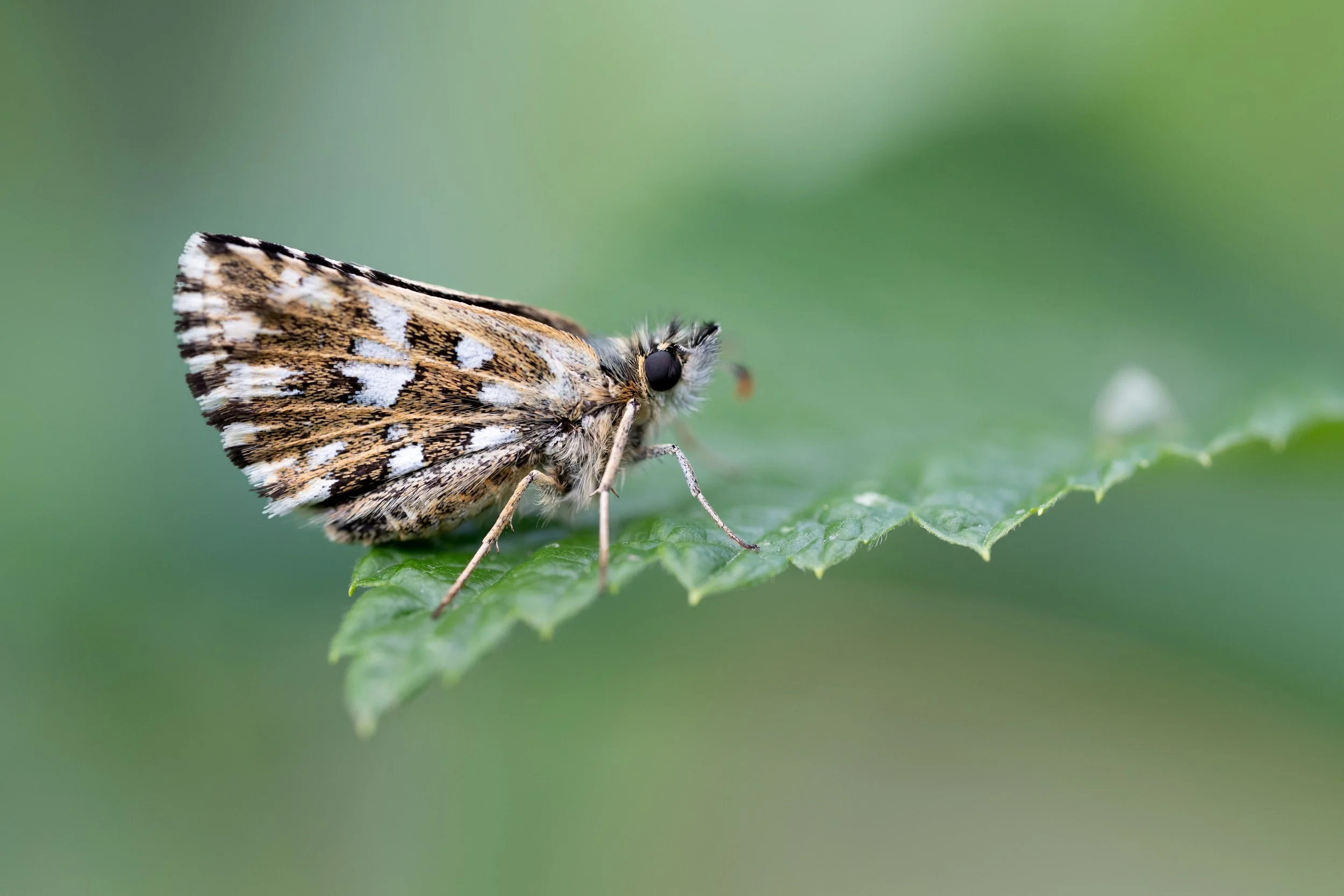 Southern grizzled skipper