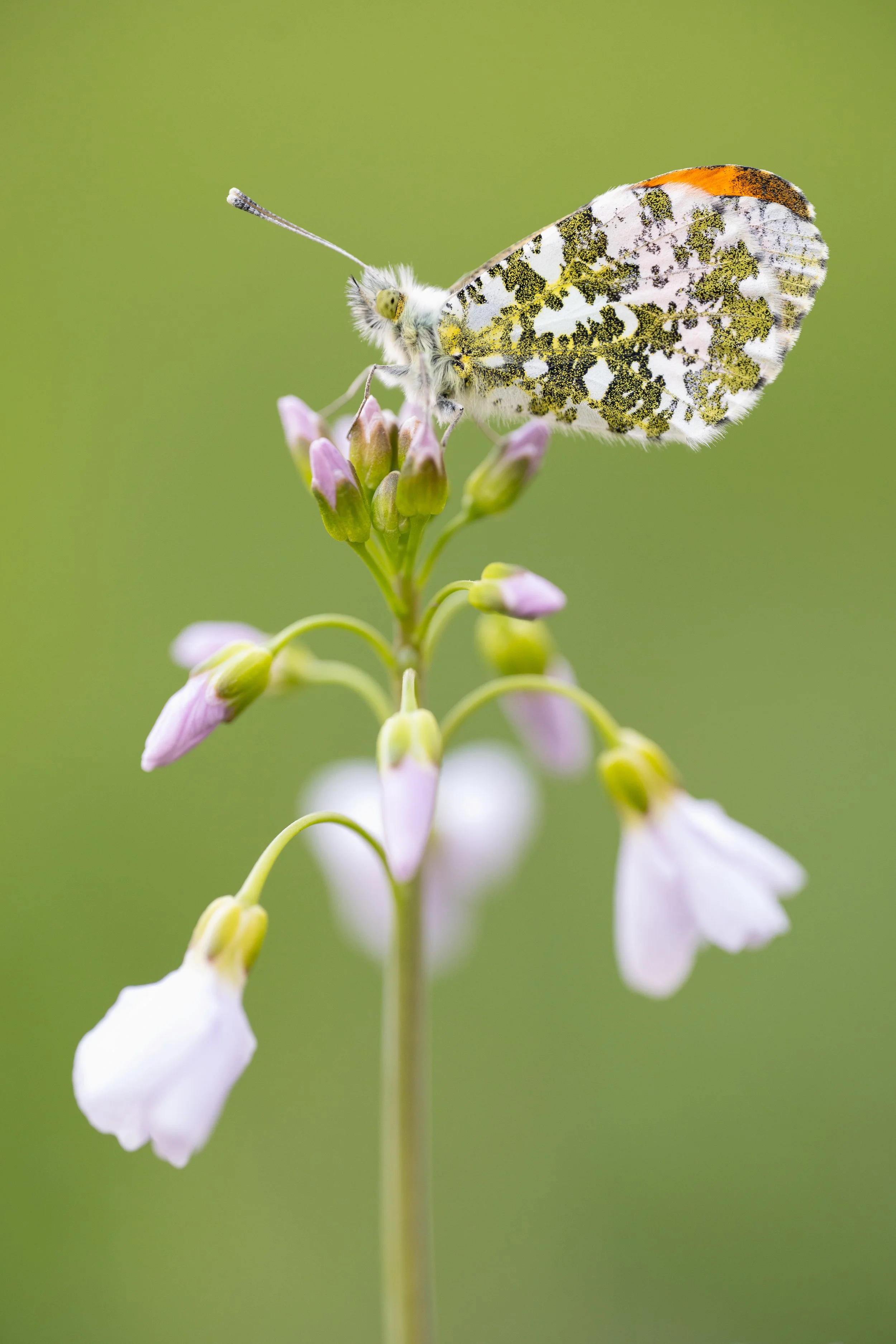 A close-up of a butterfly perched on a cluster of small pink and white flowers with a green blurred background.