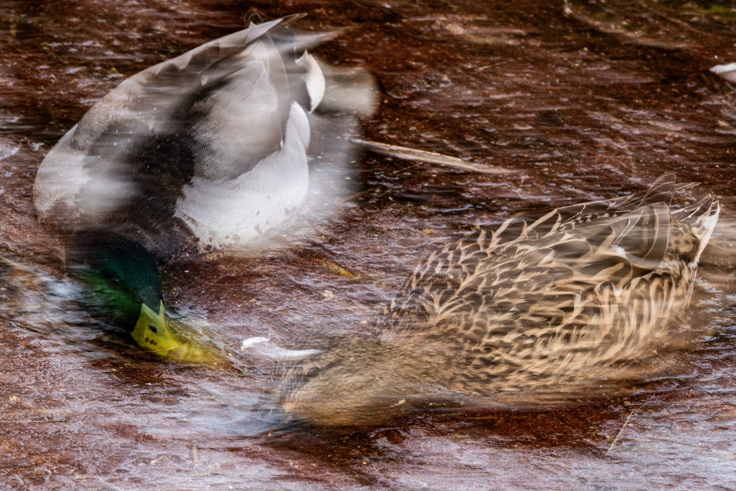 Mallard
