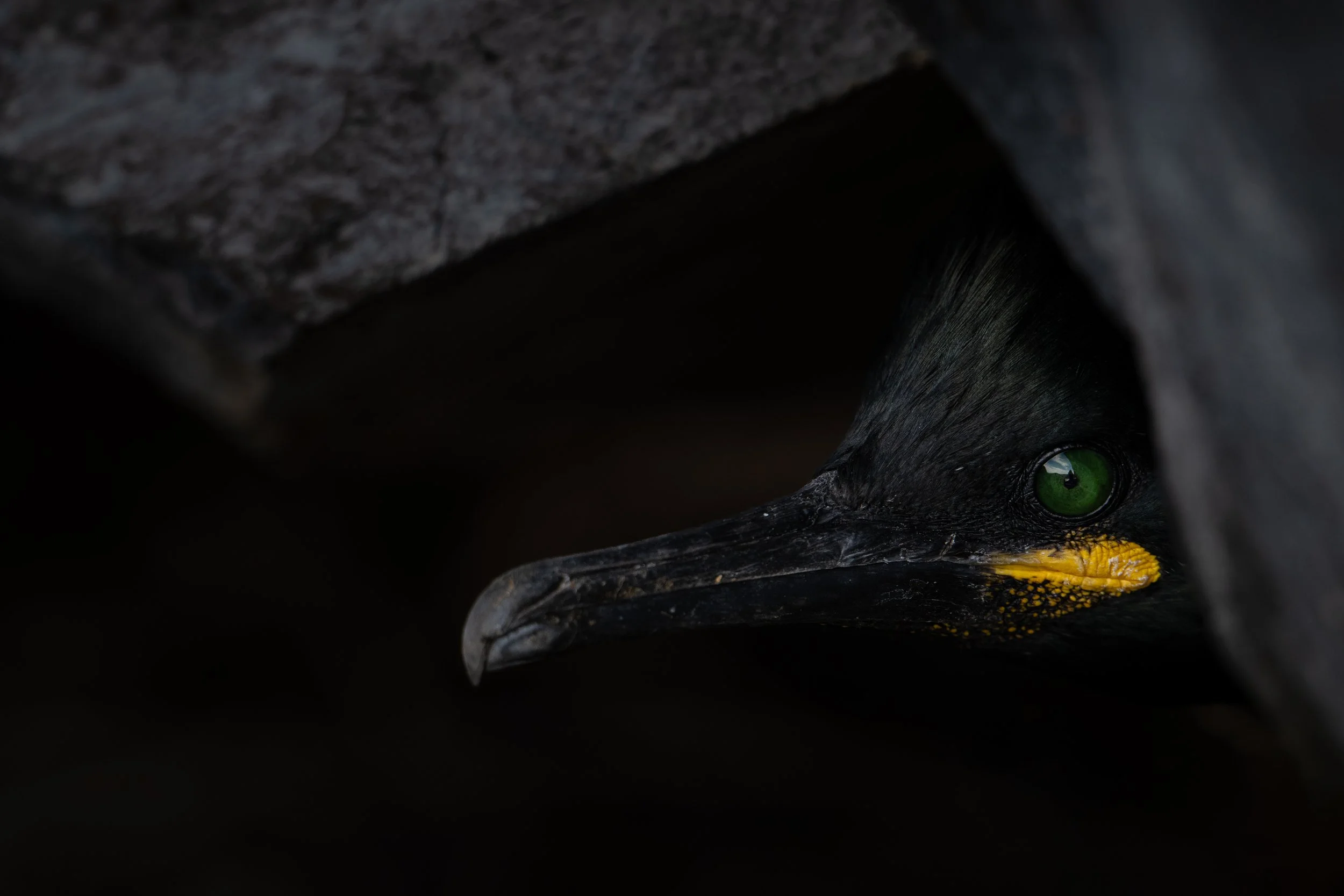 European shag