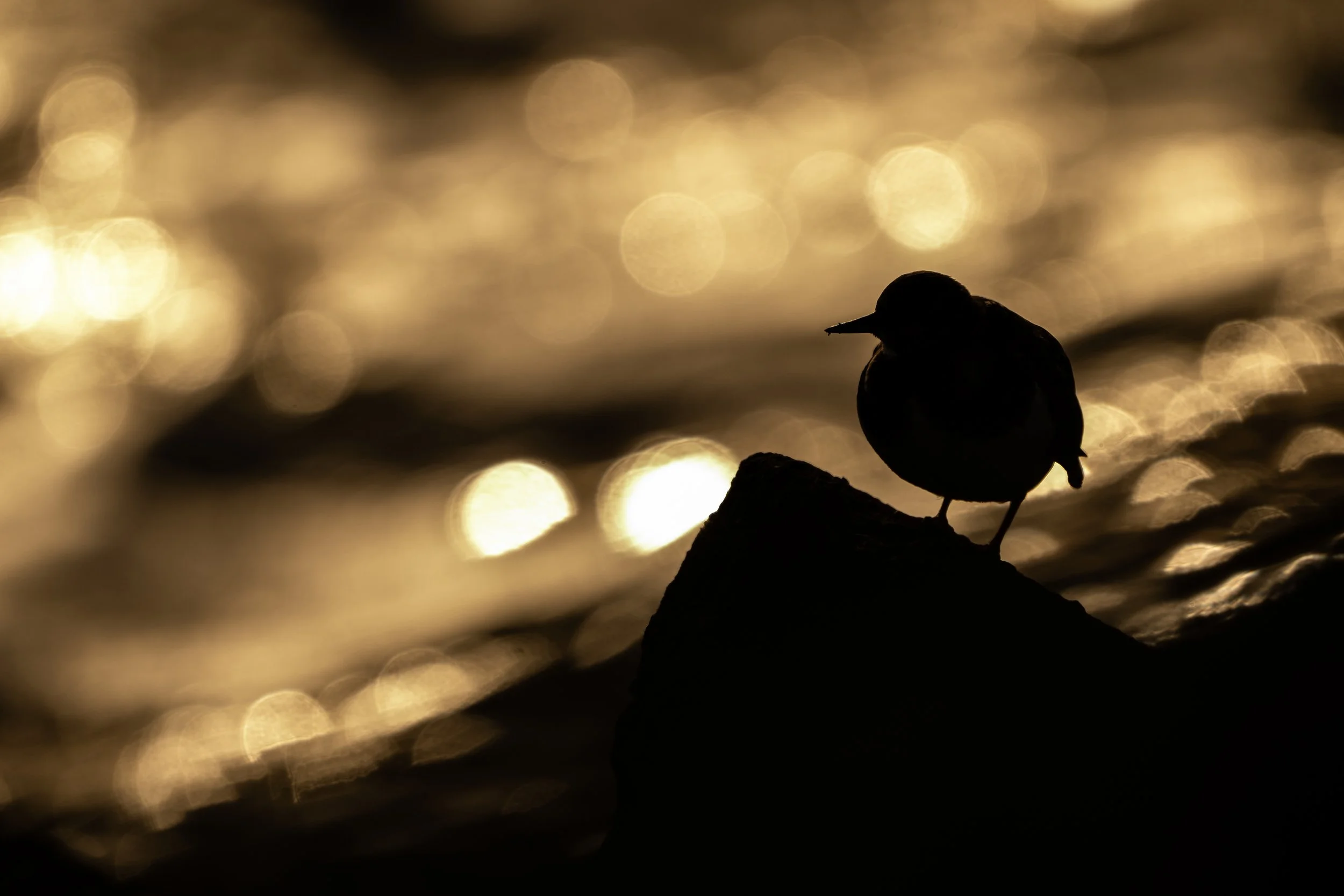 Ruddy turnstone