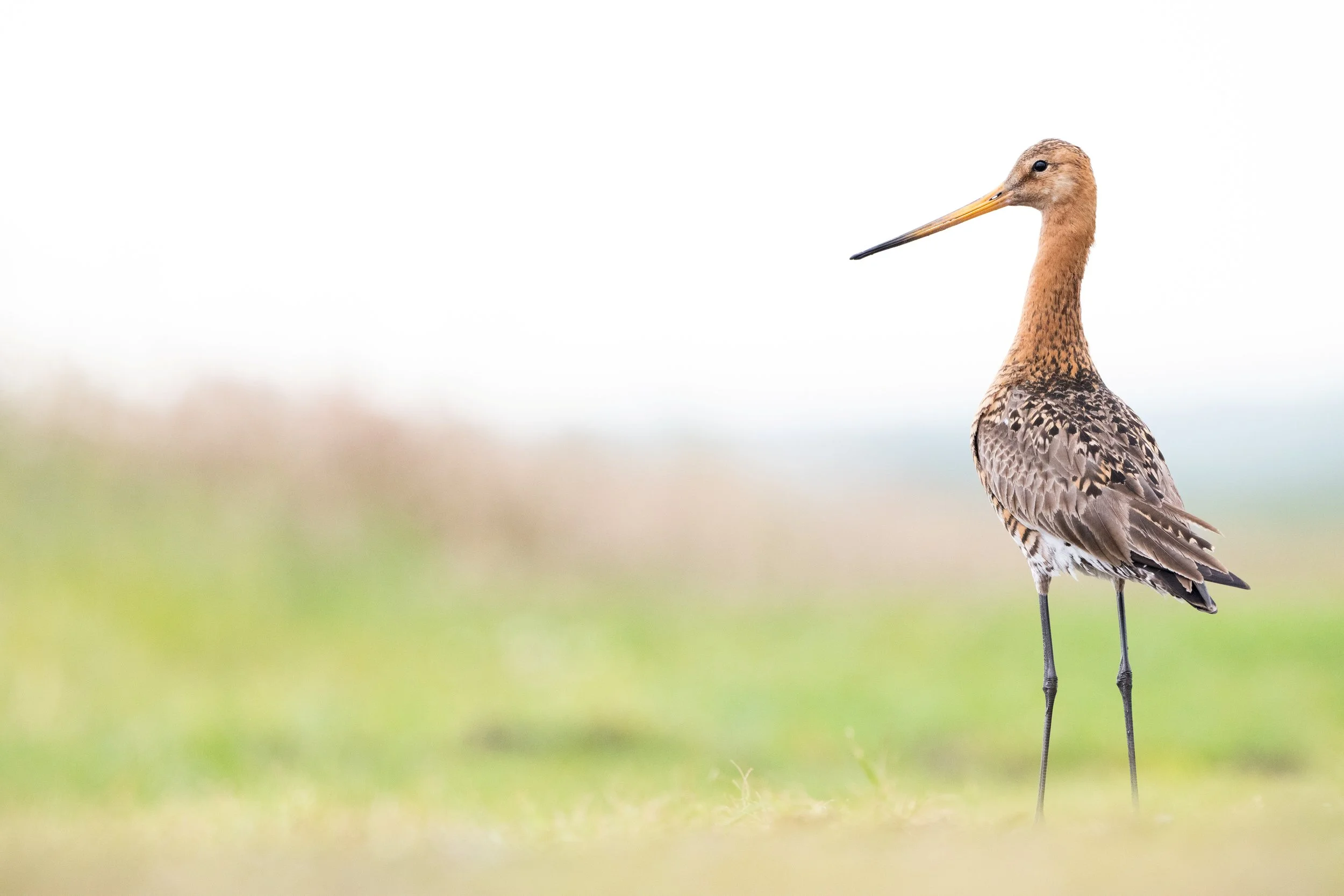 A close-up of a brown bird with long black legs and a long orange beak standing on grass, with a blurred background.