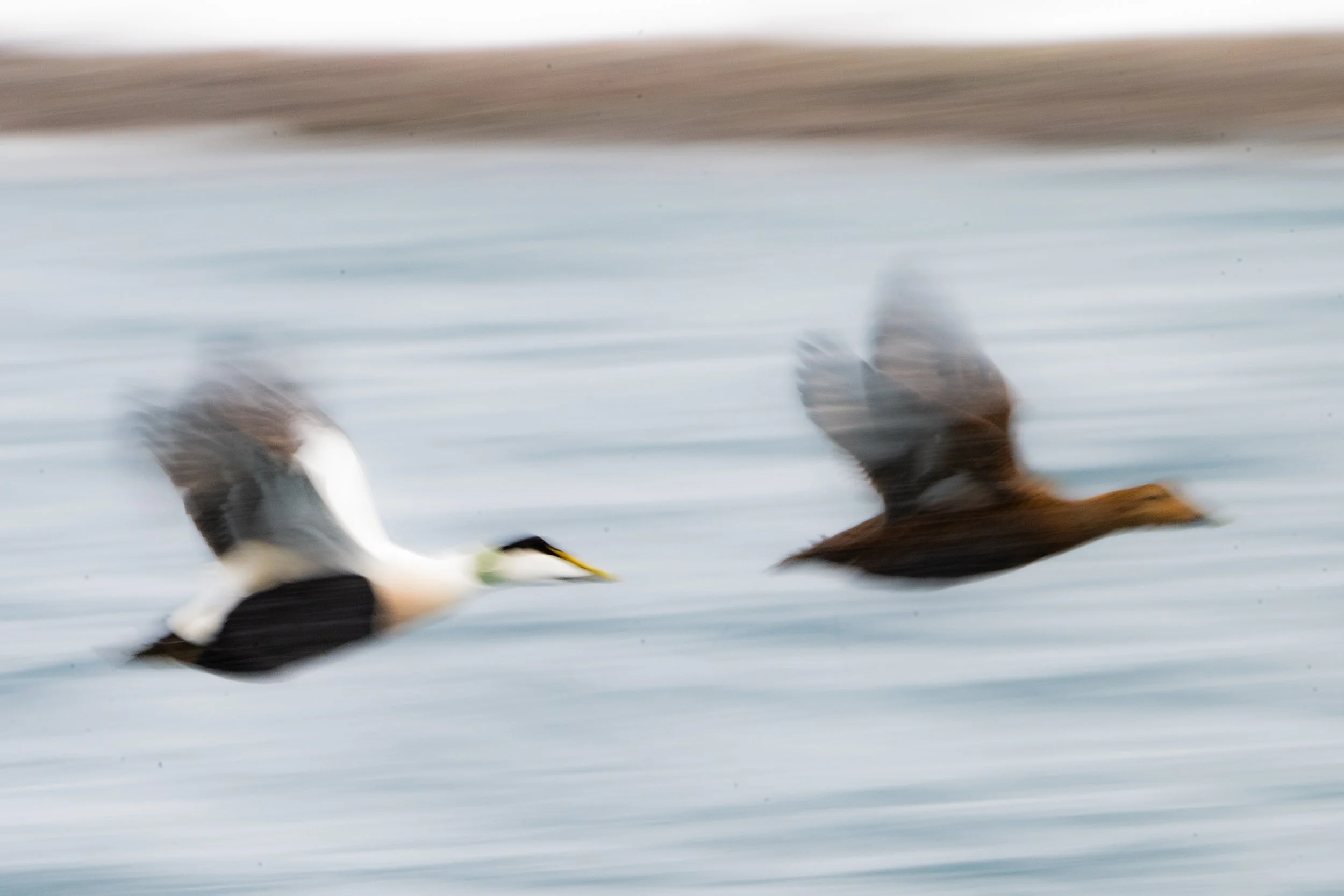 Common eider