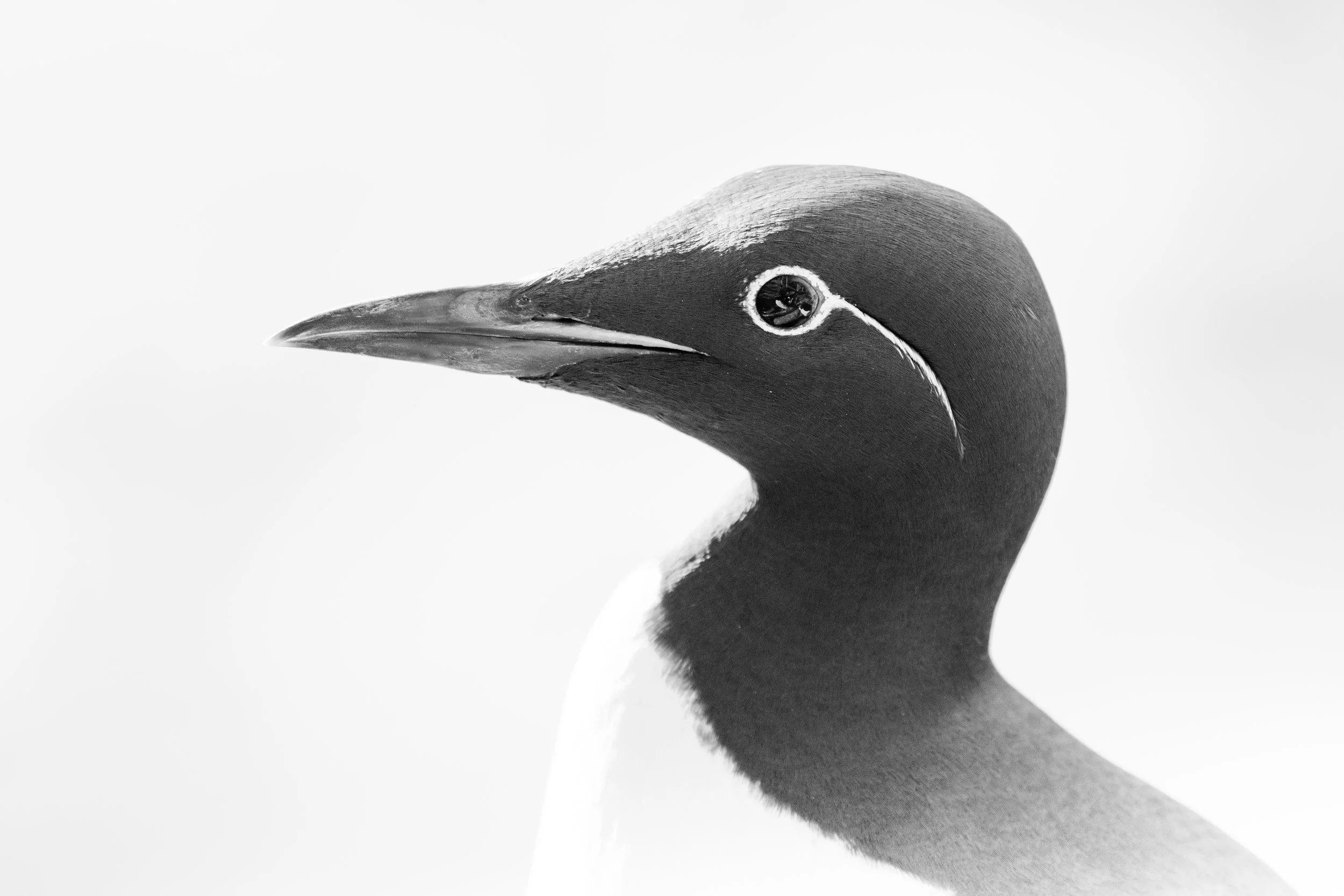 Common guillemot