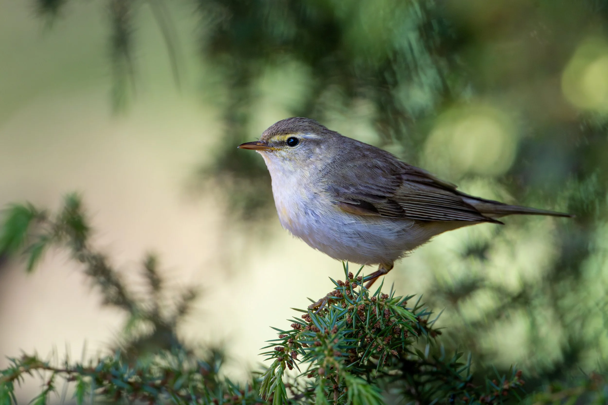 A small bird with a slender beak and brownish-gray feathers perched on a branch of green coniferous tree.