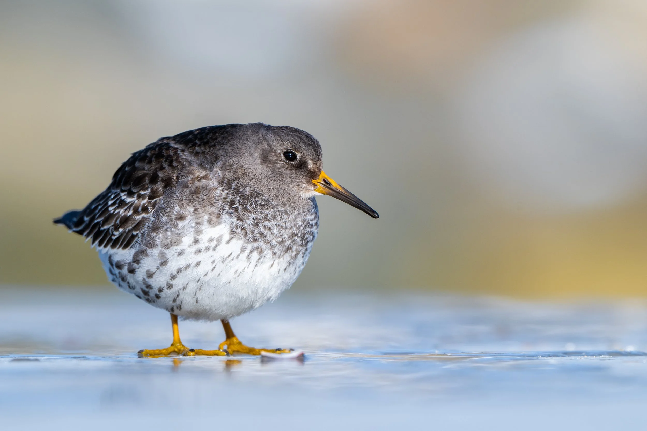 Purple sandpiper