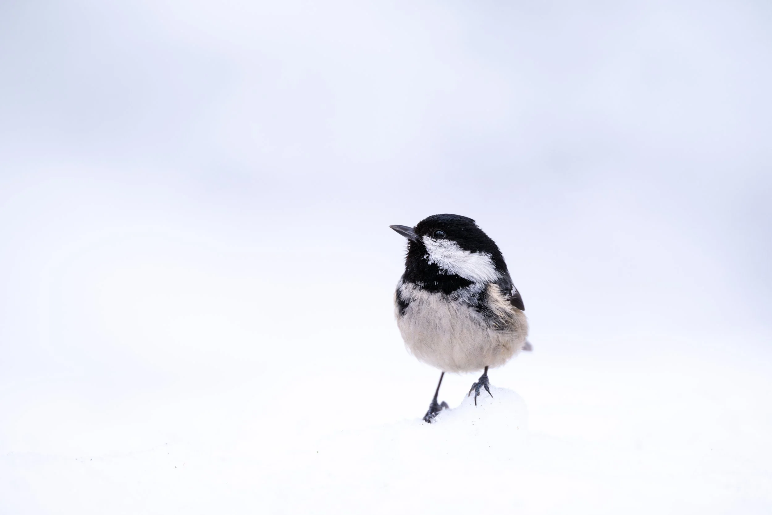 A black and white bird standing on snow with a pale, cloudy sky background.