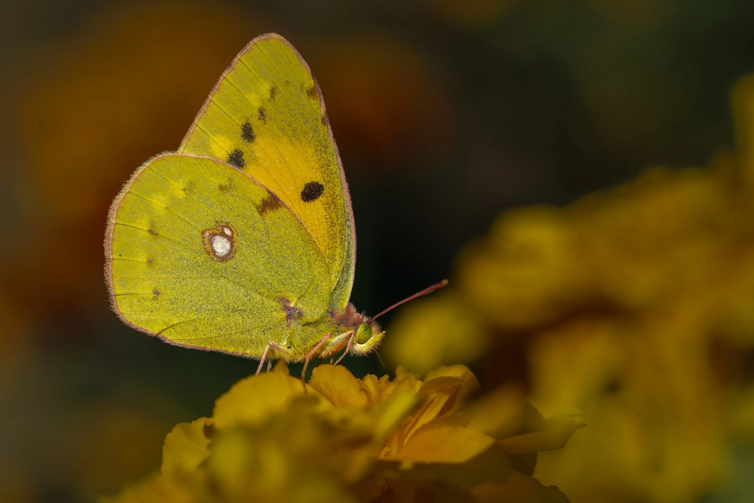Clouded yellow | PT