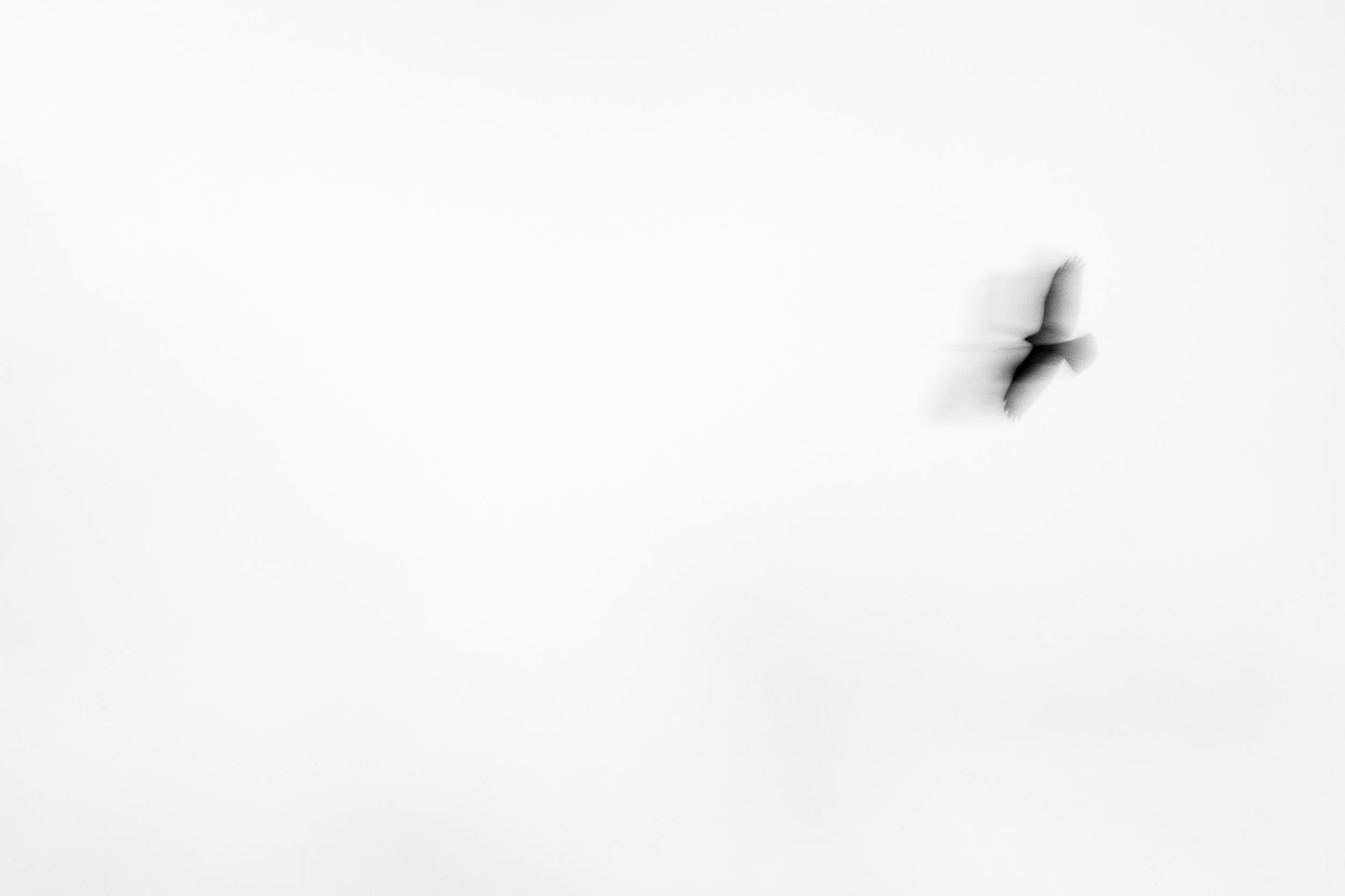 European honey buzzard