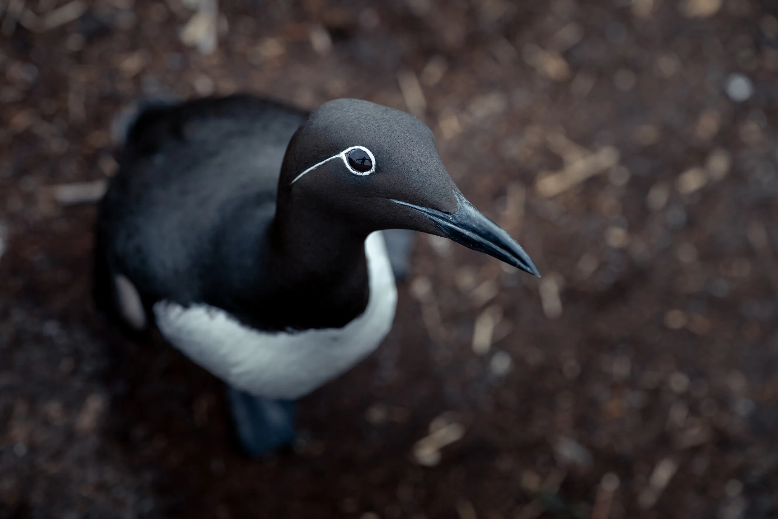 Close-up of a bird's head, likely a puffin, with black and white plumage and a black beak, on a dark, earthy background.