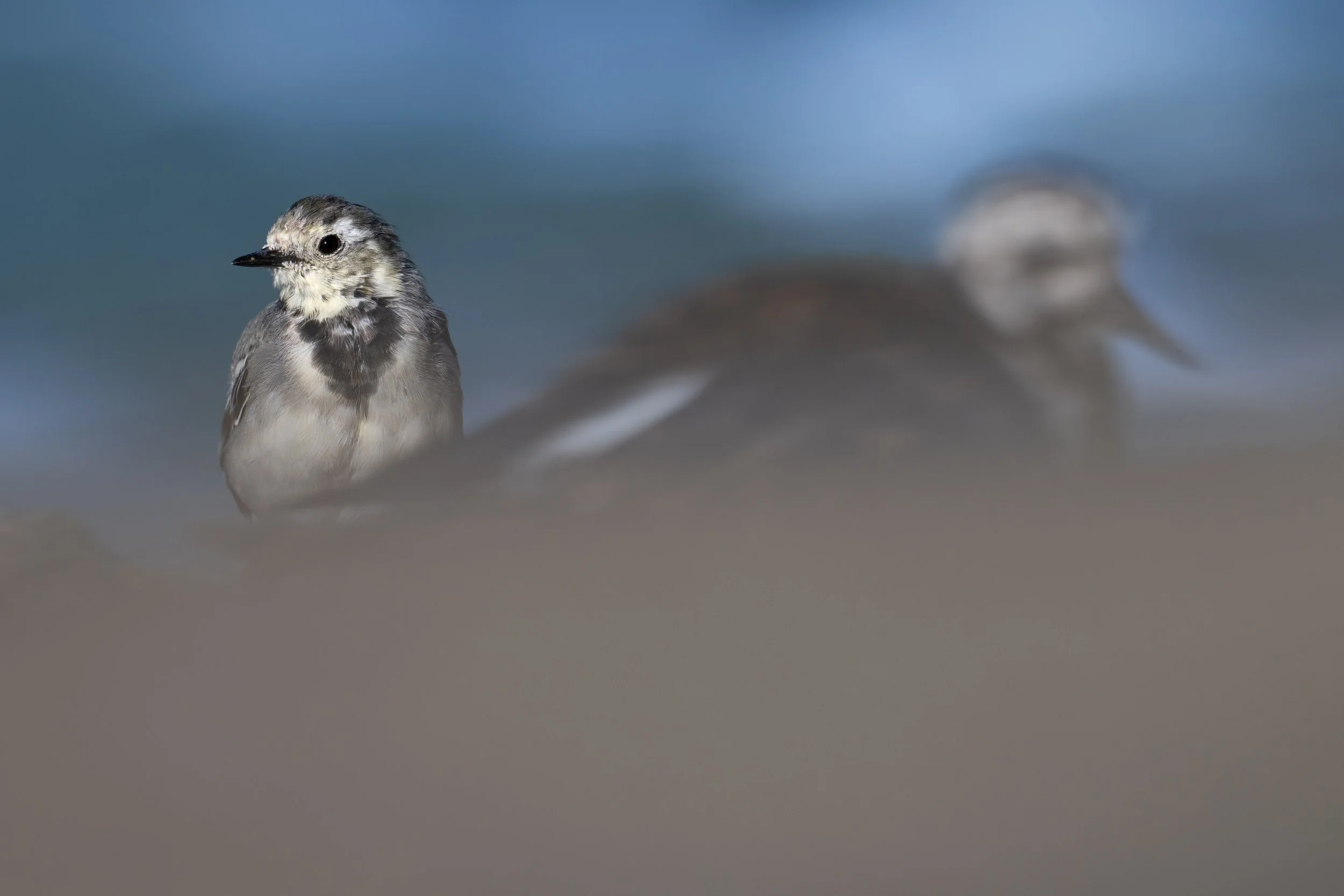 White wagtail