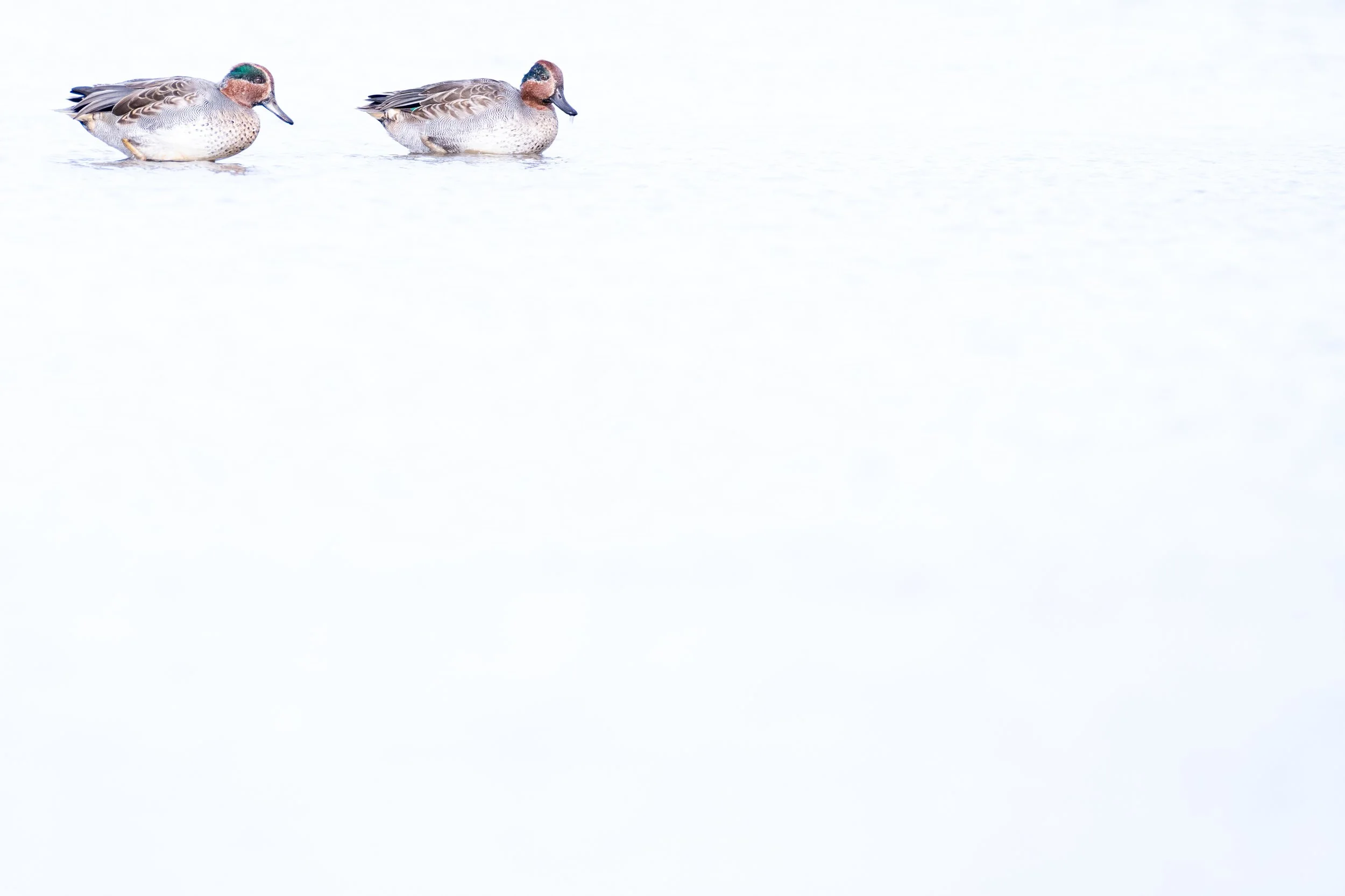 Eurasian teal