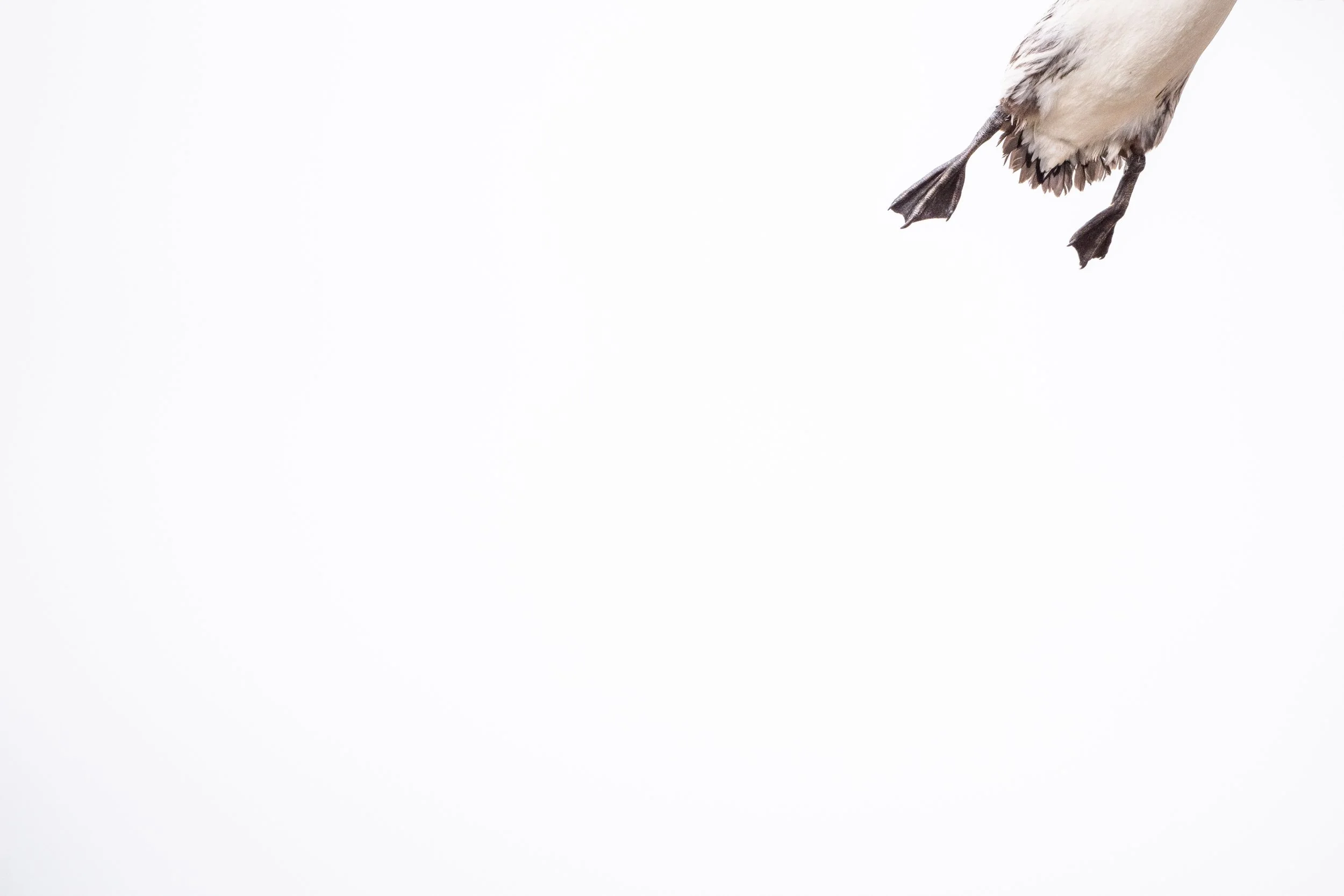 Part of a bird with white and gray feathers, black beak, and black legs visible against a white background.