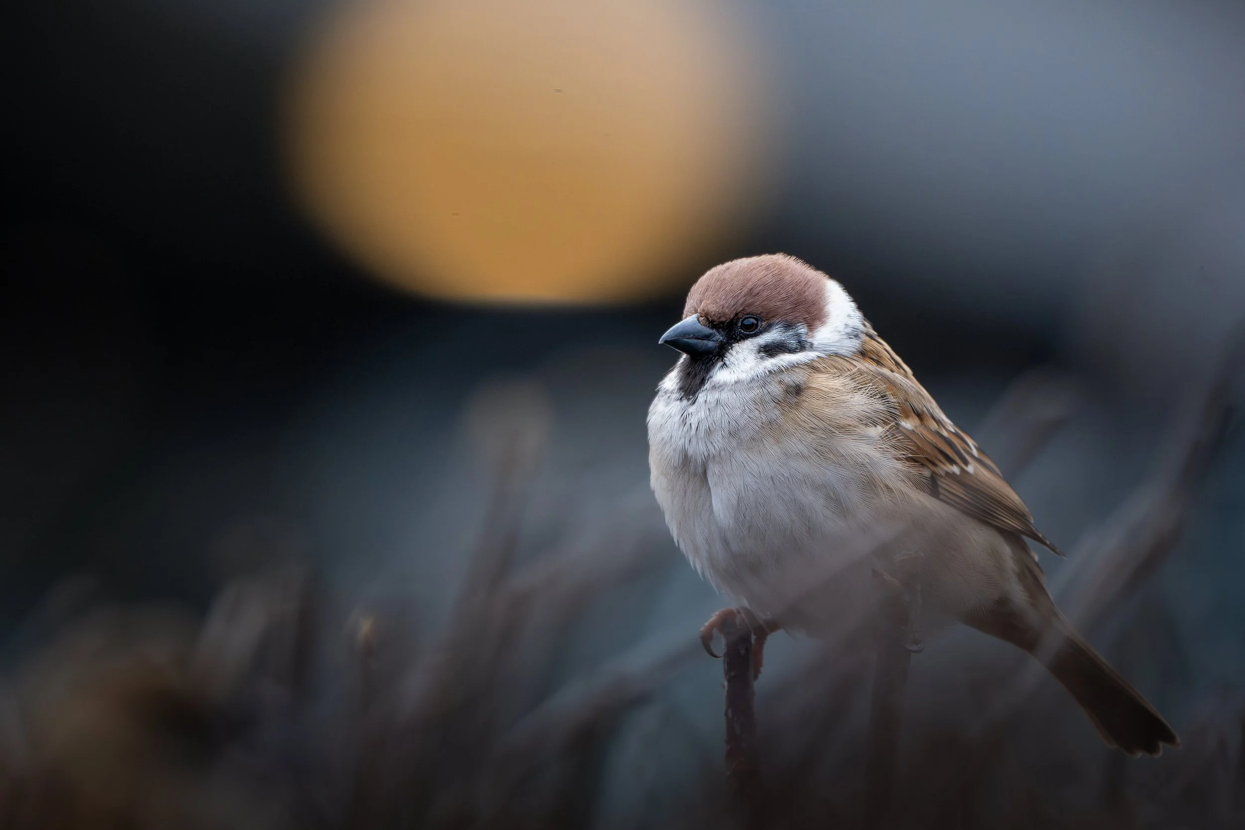 Eurasian tree sparrow