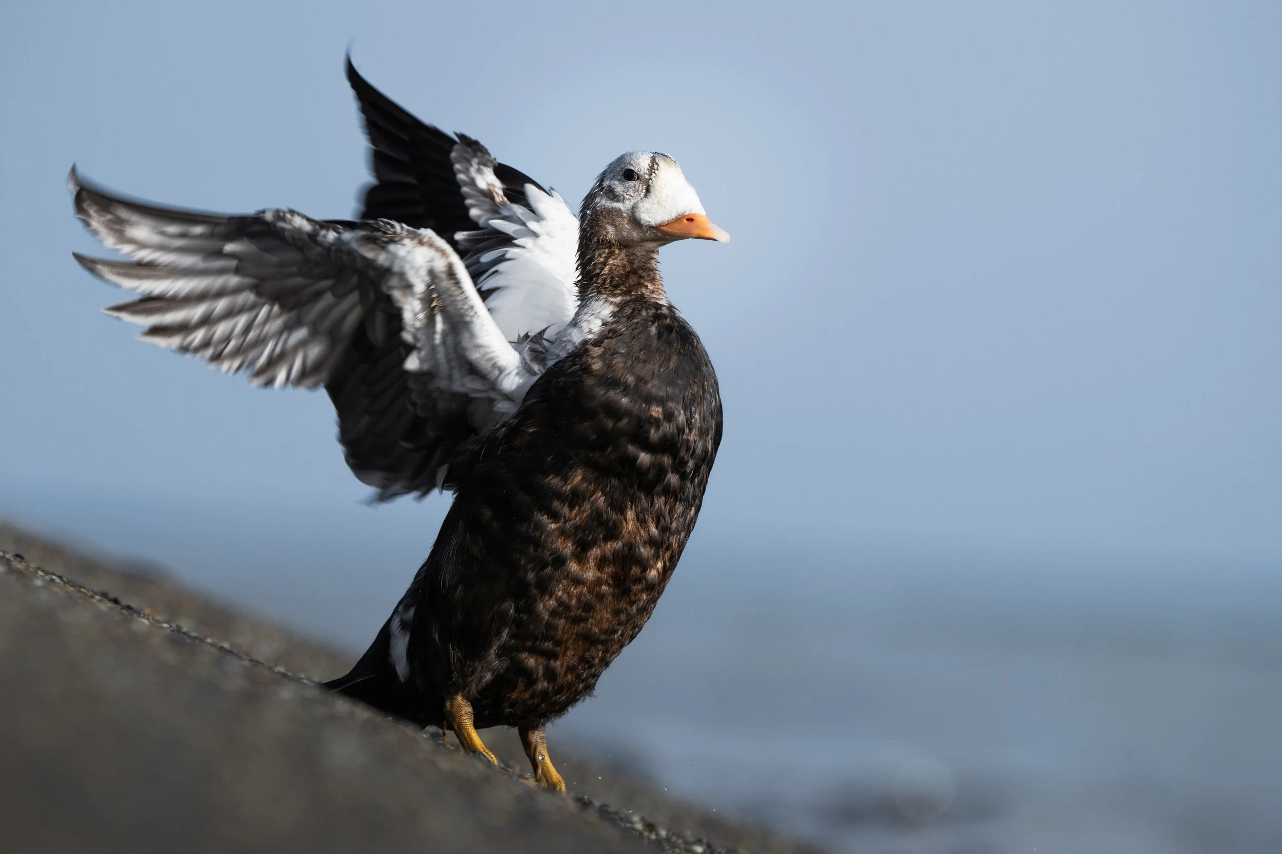 Spectacled eider