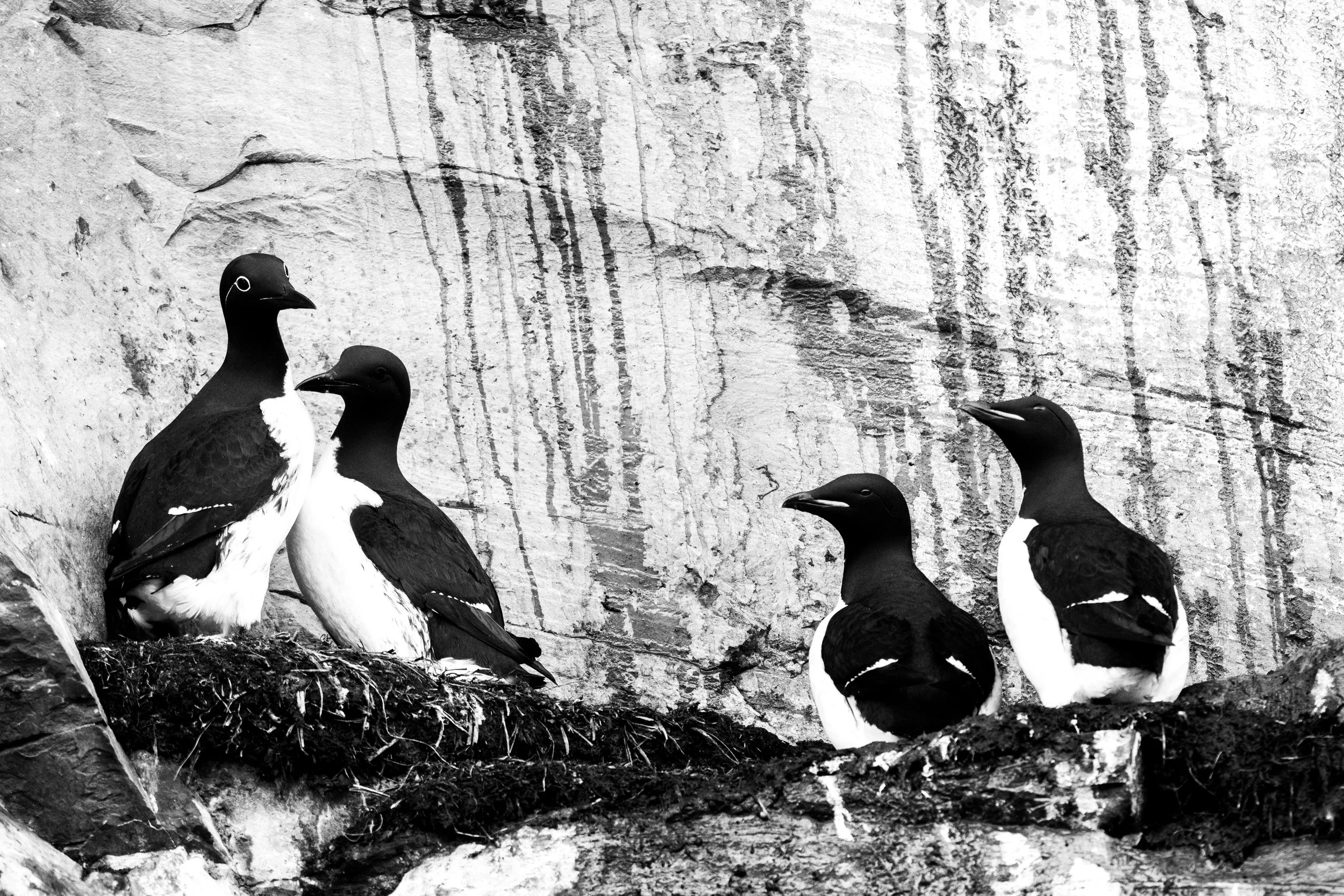 Common guillemot | Brünnich guillemot