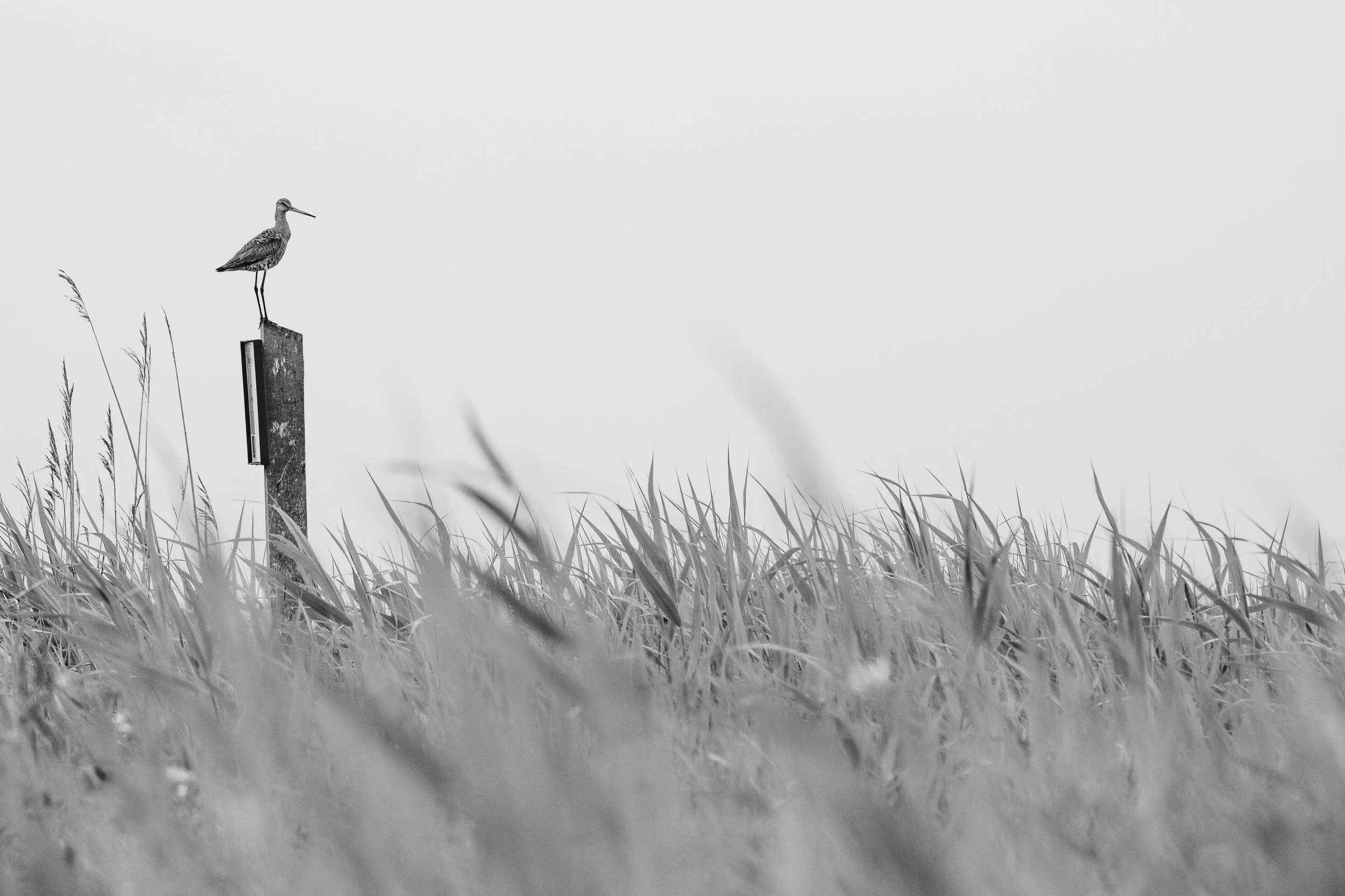 Black-tailed godwit