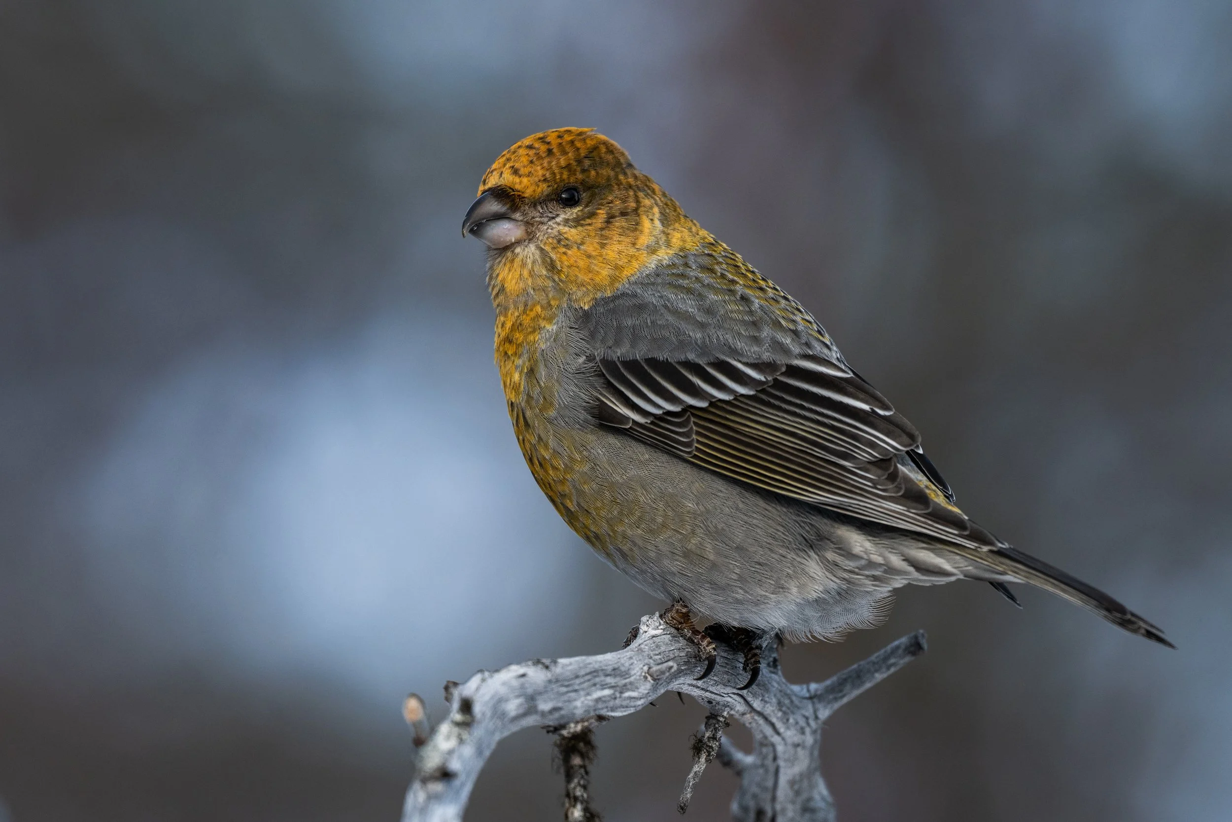 A small bird with brown and yellow feathers perched on a gray, weathered tree branch.
