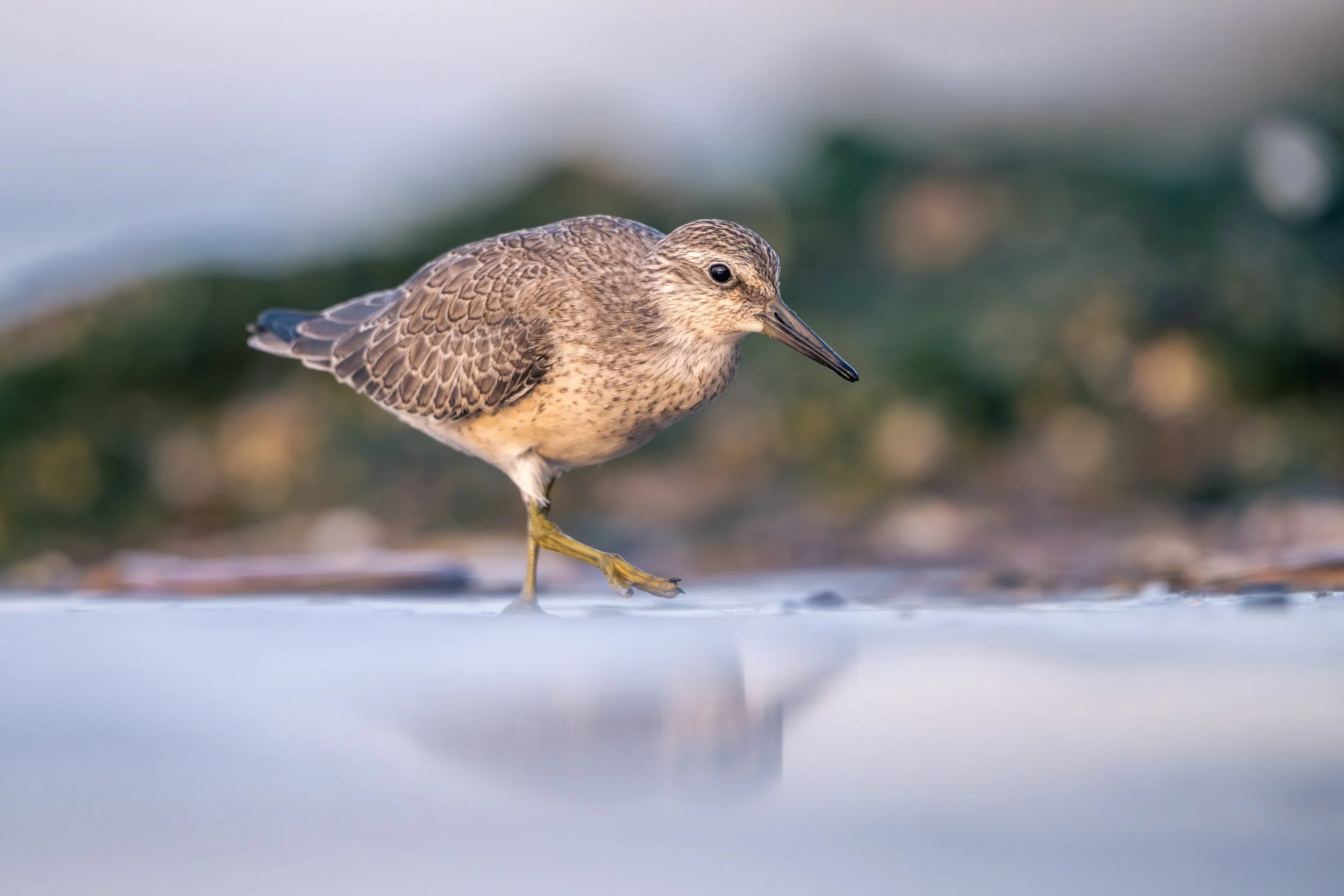 Red knot