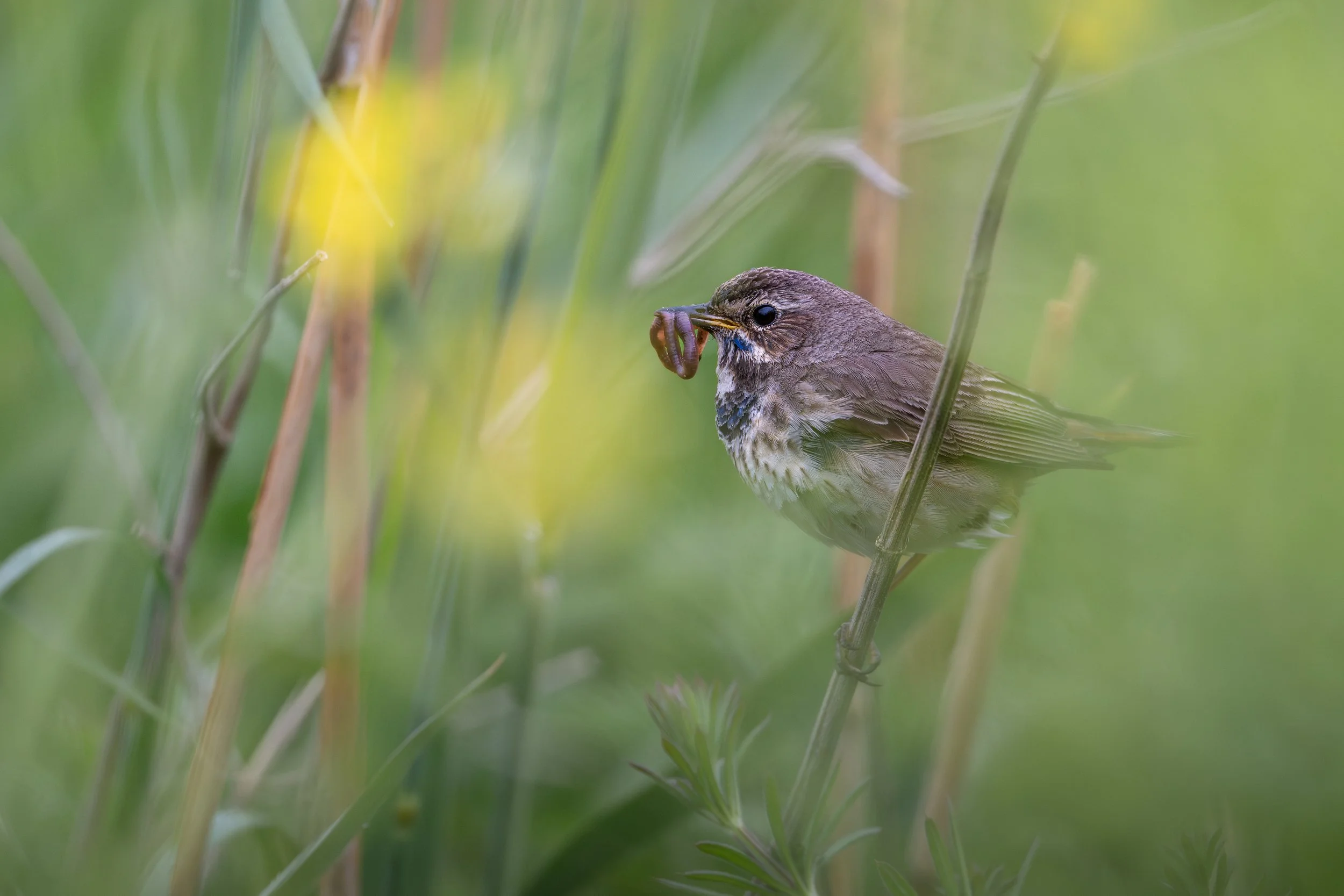 Bluethroat