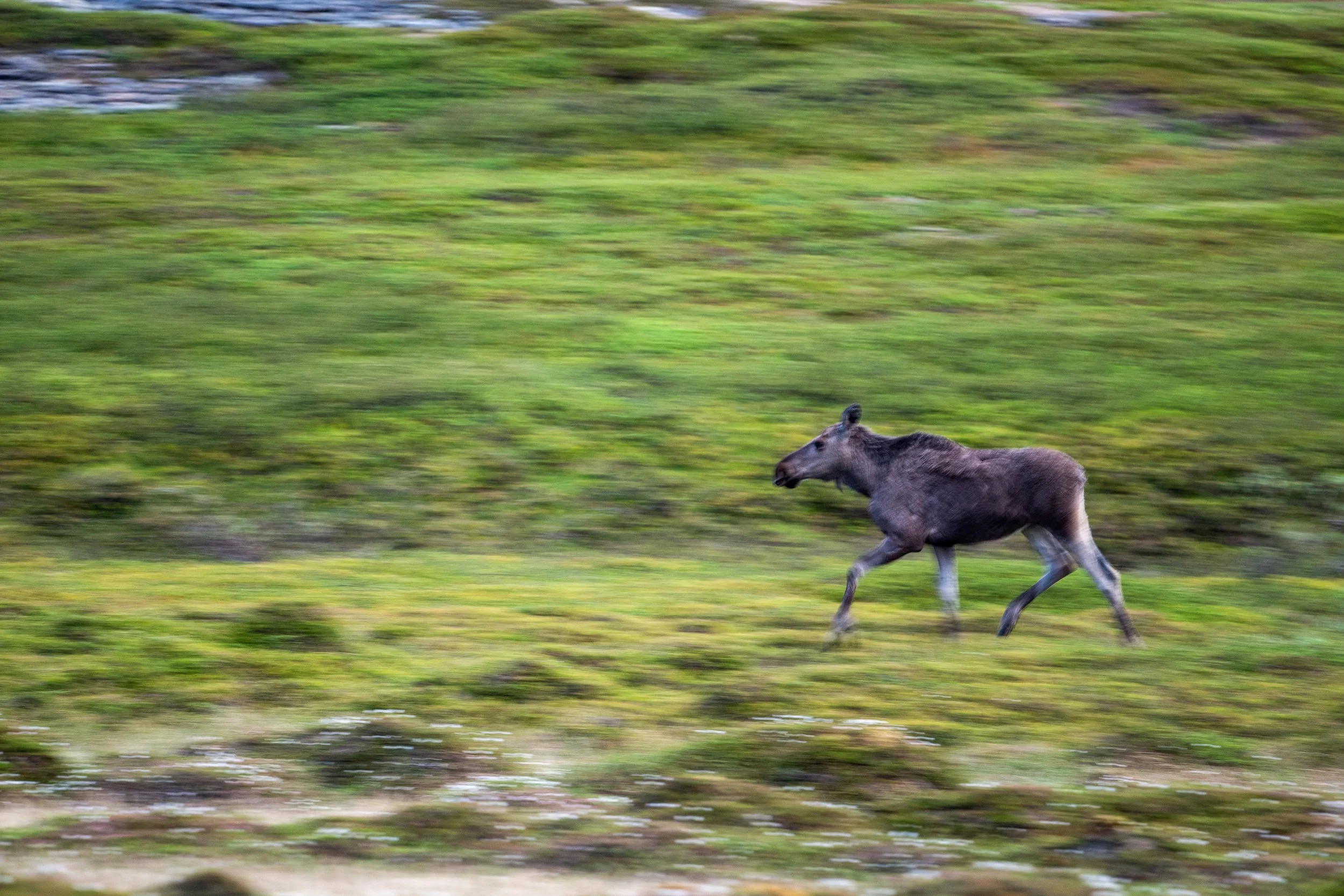 A moose running across a grassy landscape with blurred green and blue background.