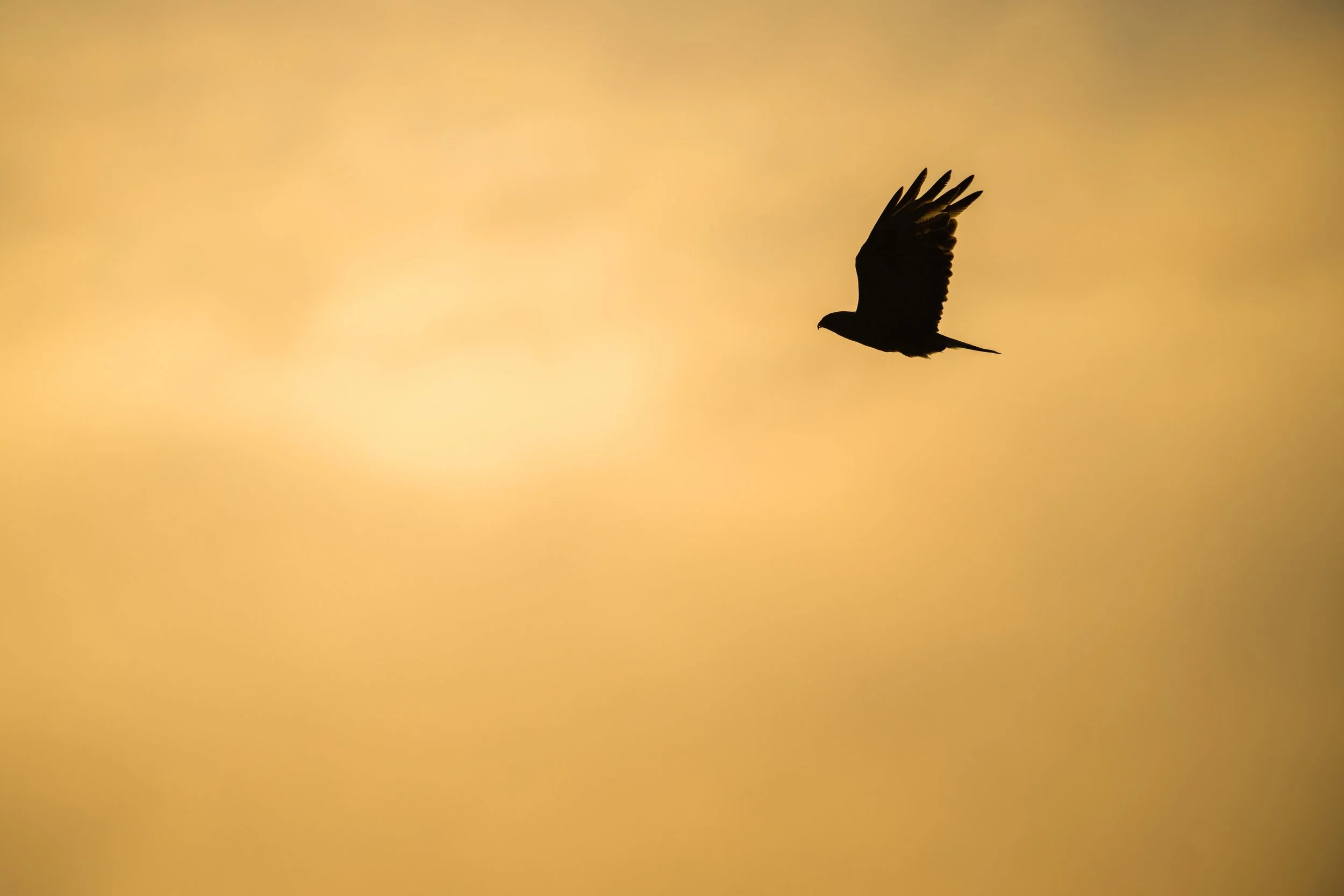 Silhouette of a bird flying against an orange-yellow sky.