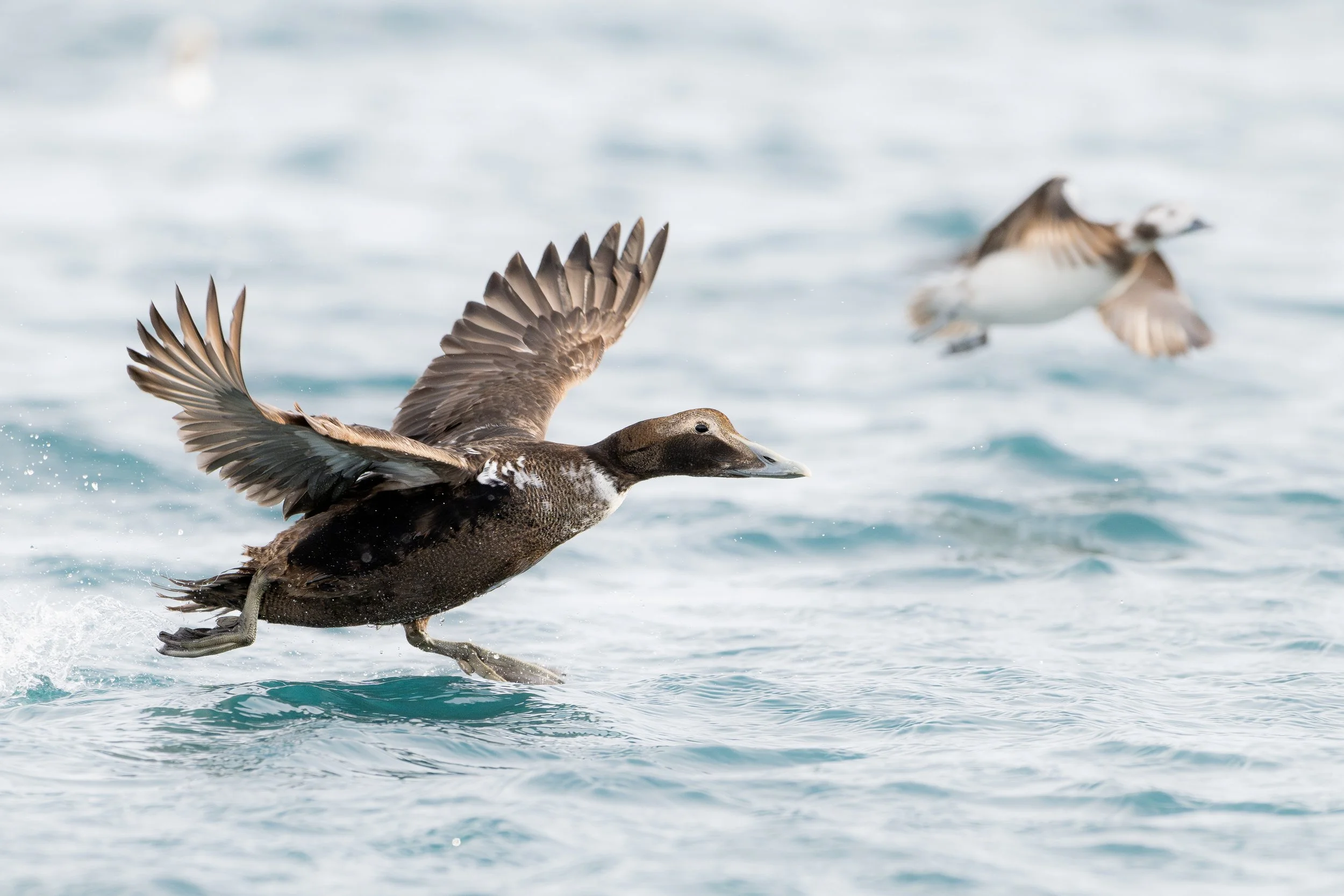 Common eider | Long-tailed duck