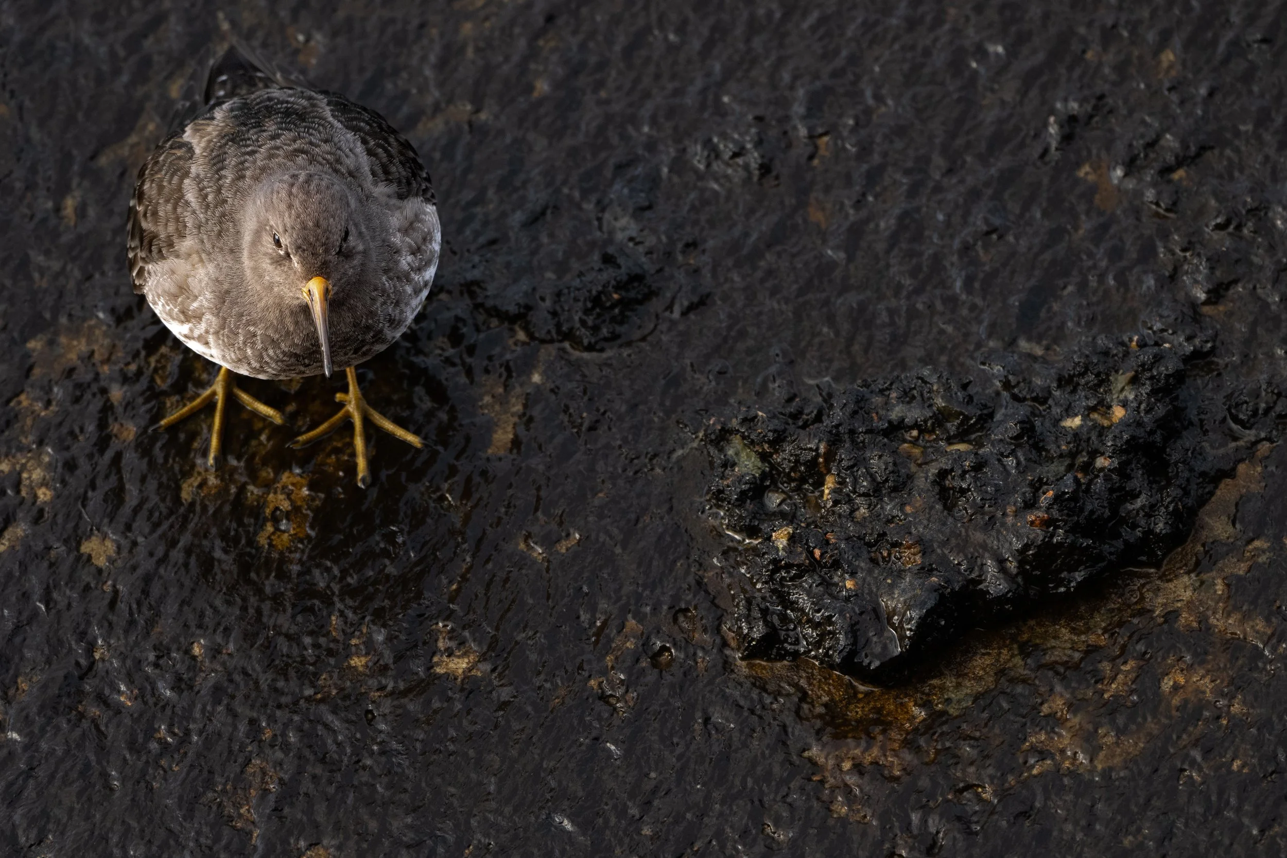 Purple sandpiper