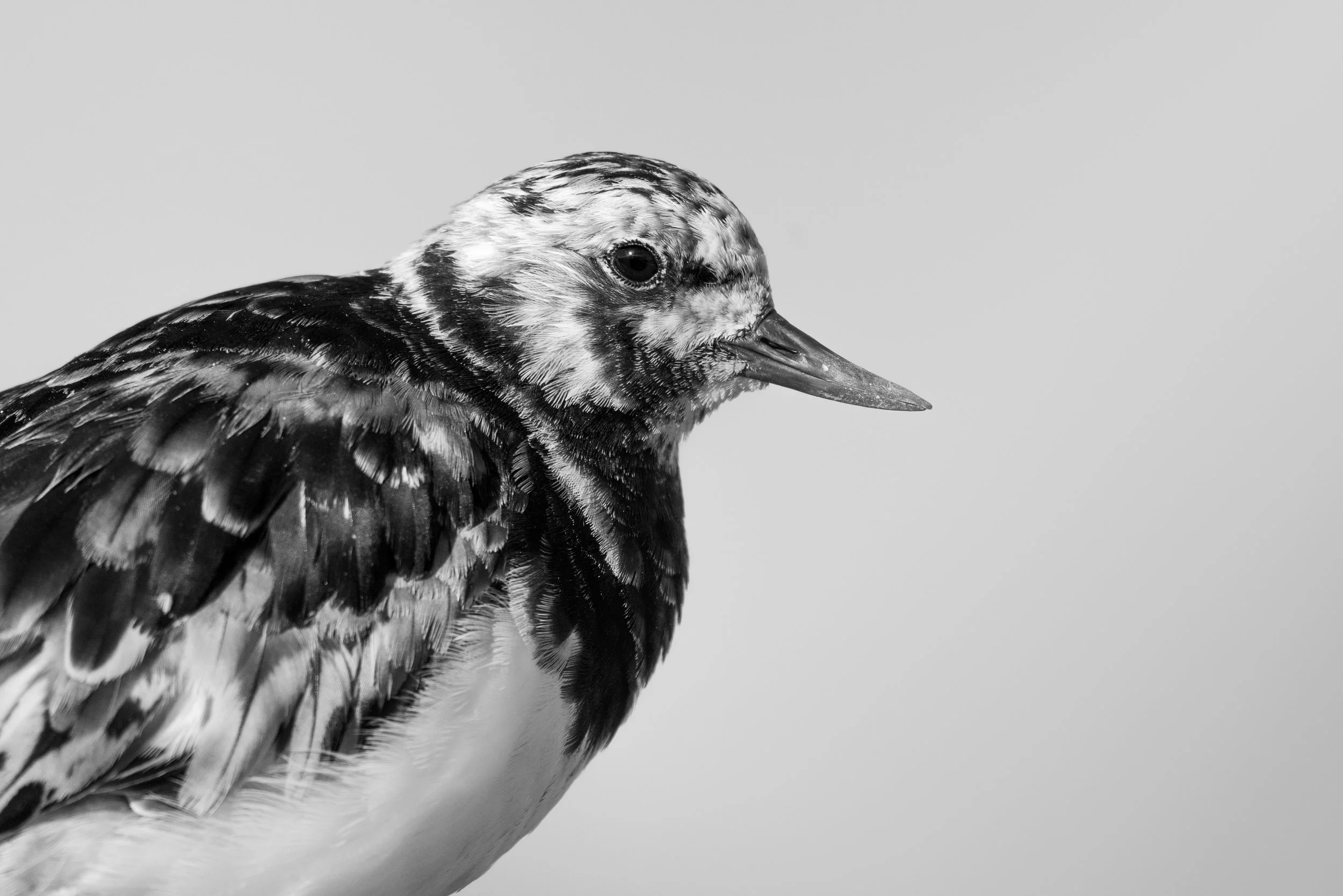 Ruddy turnstone