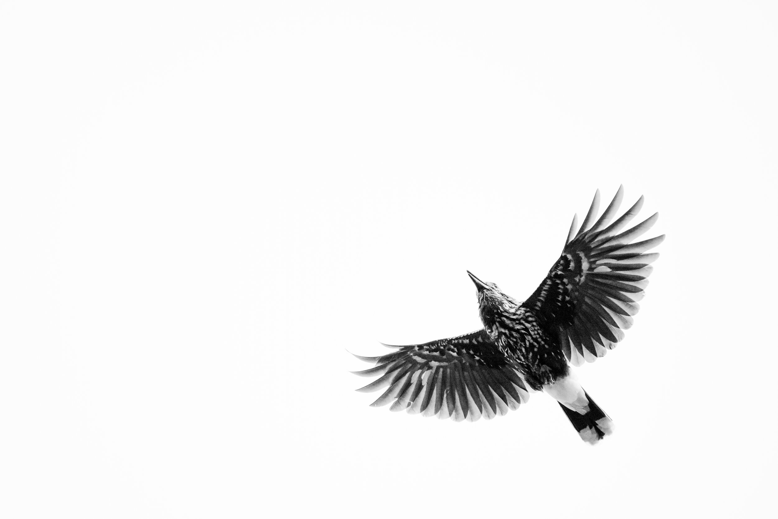 Spotted nutcracker