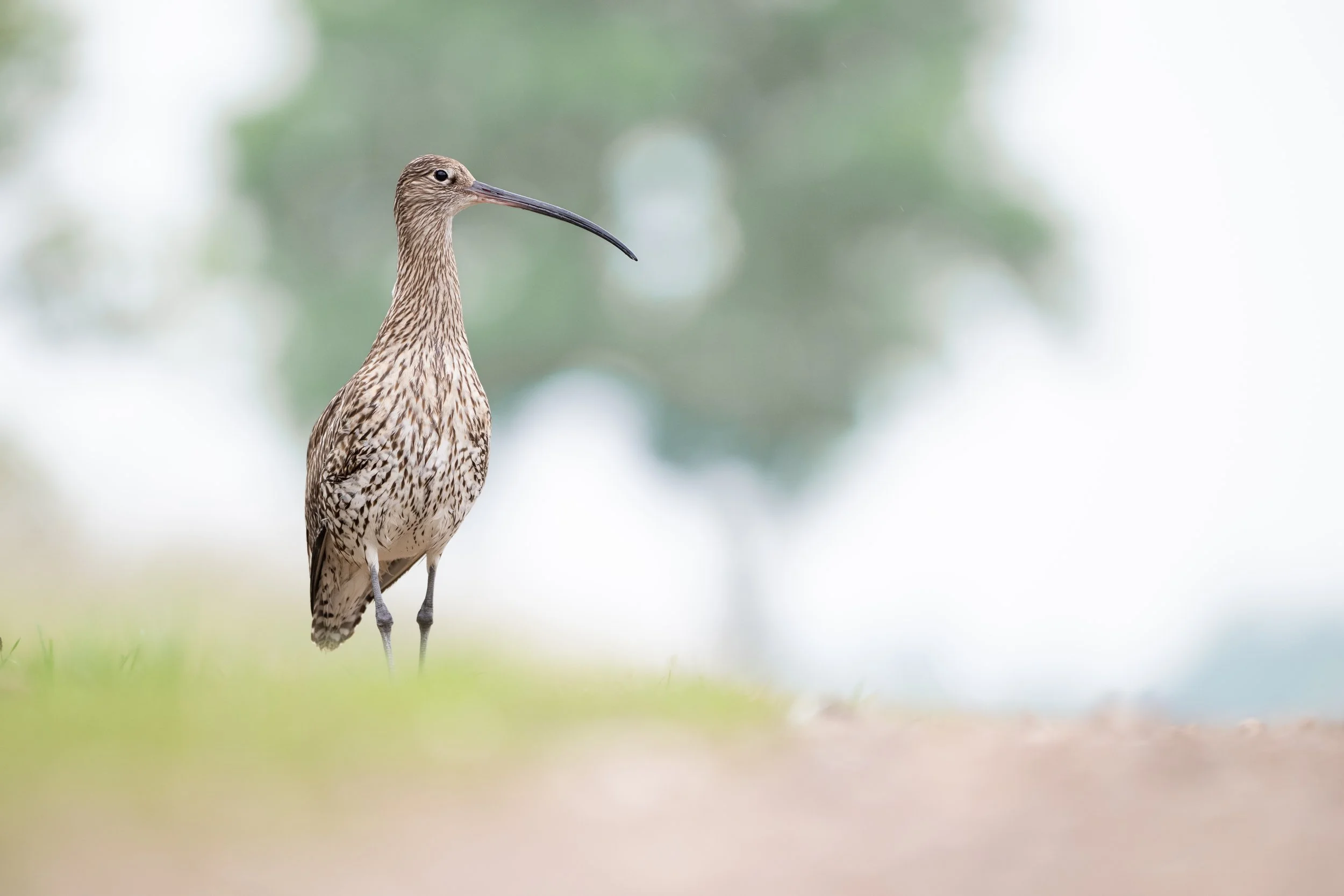 Eurasian curlew