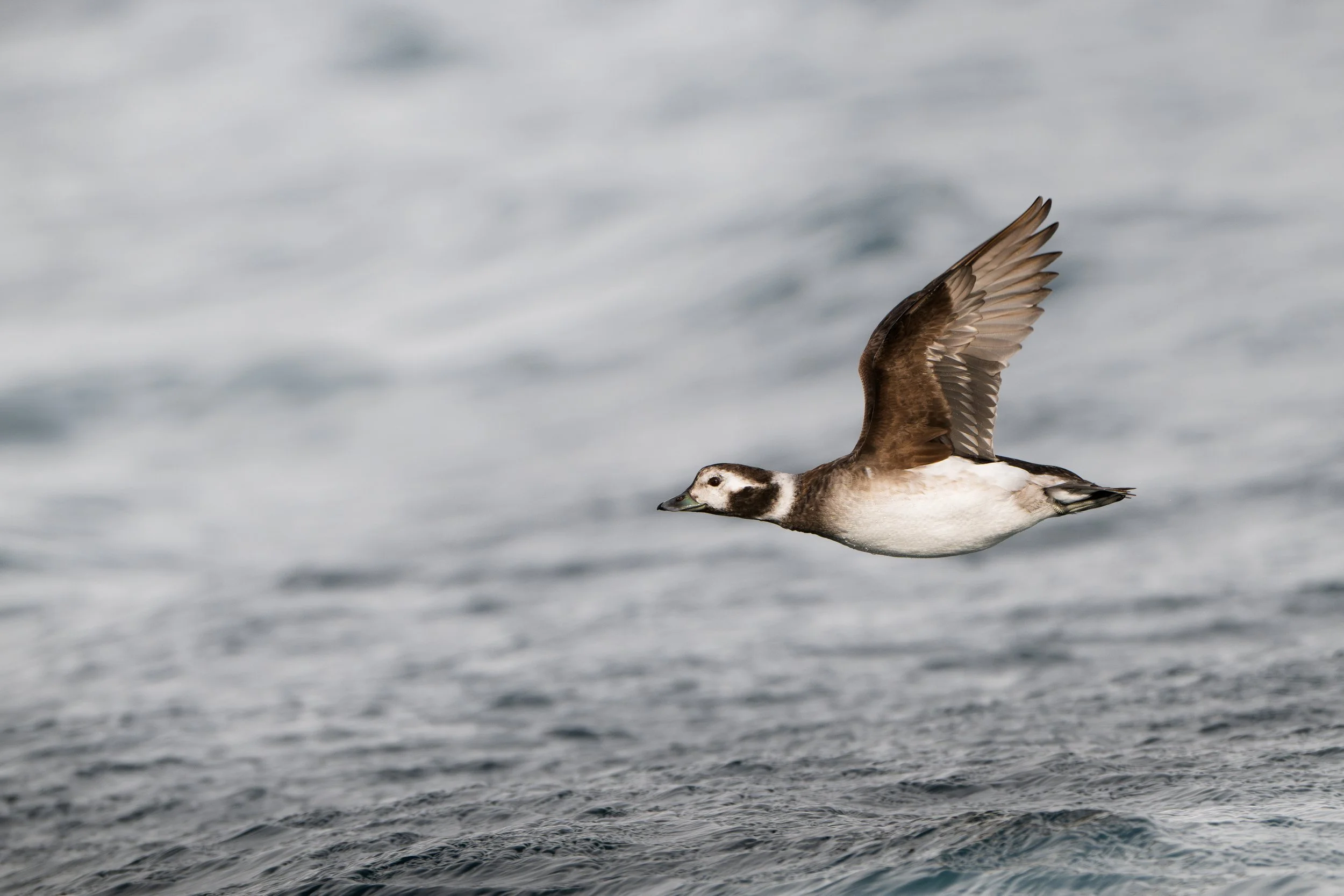 Long-tailed duck
