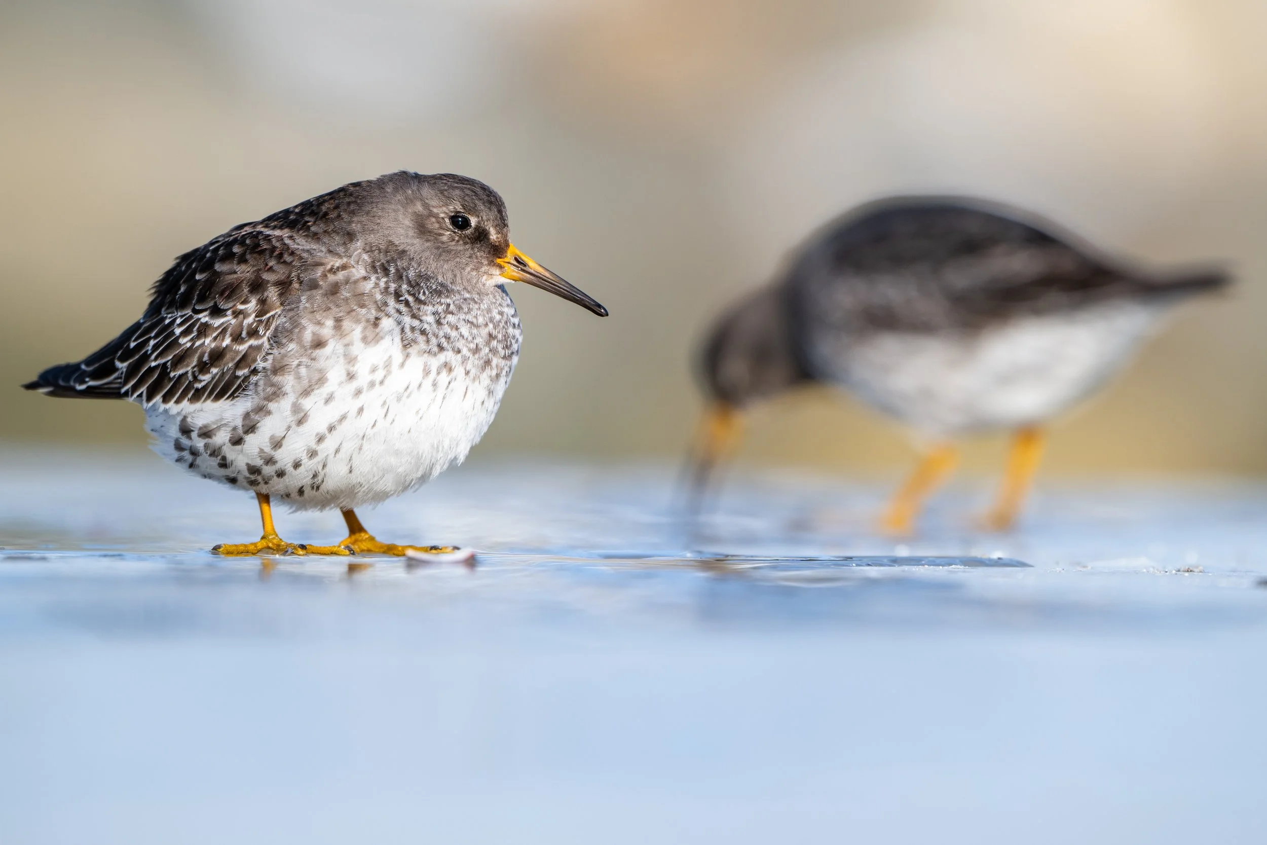 Purple sandpiper