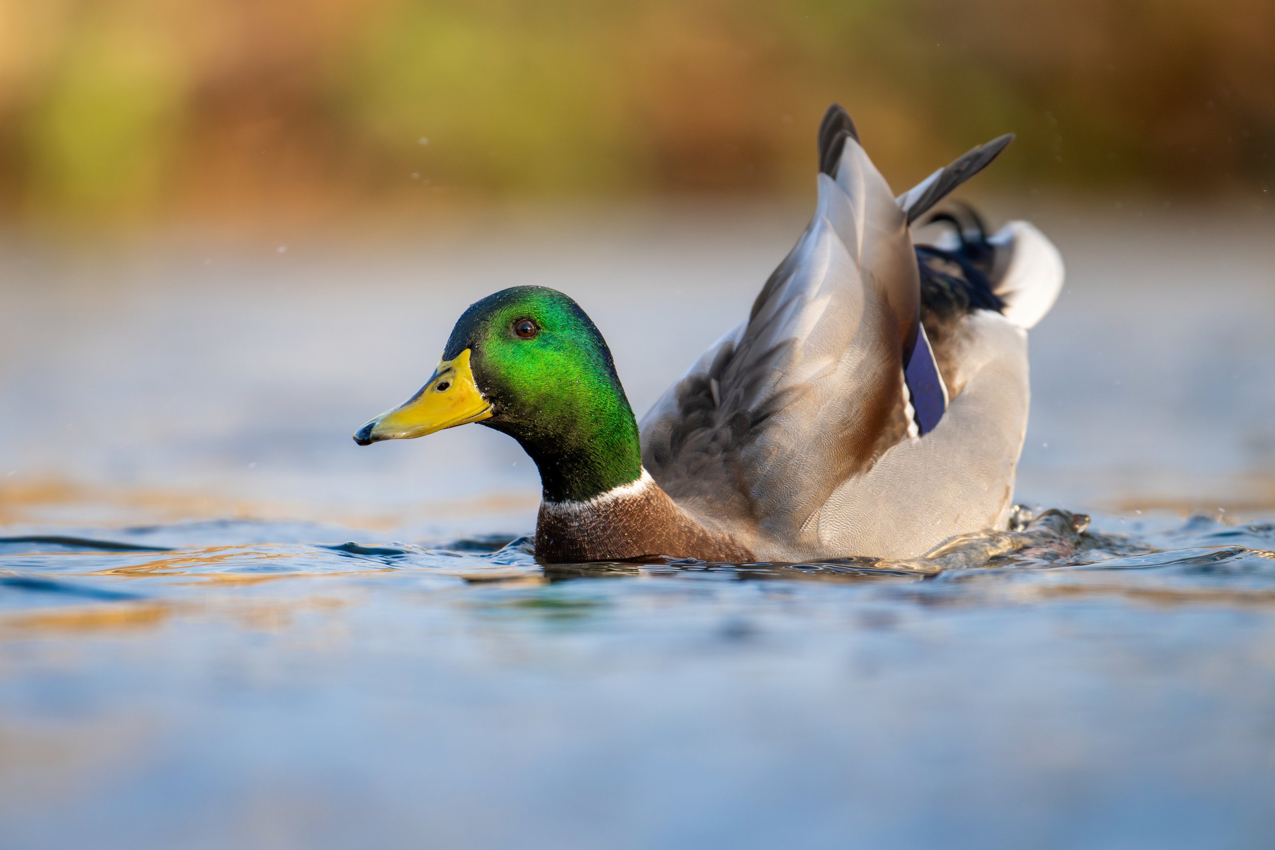 Mallard