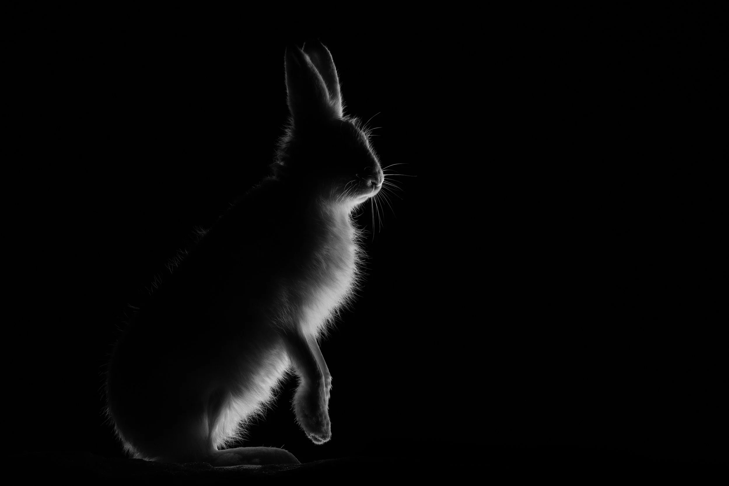 A black and white photo of a rabbit in profile, sitting, with its face turned to the right, against a dark background.