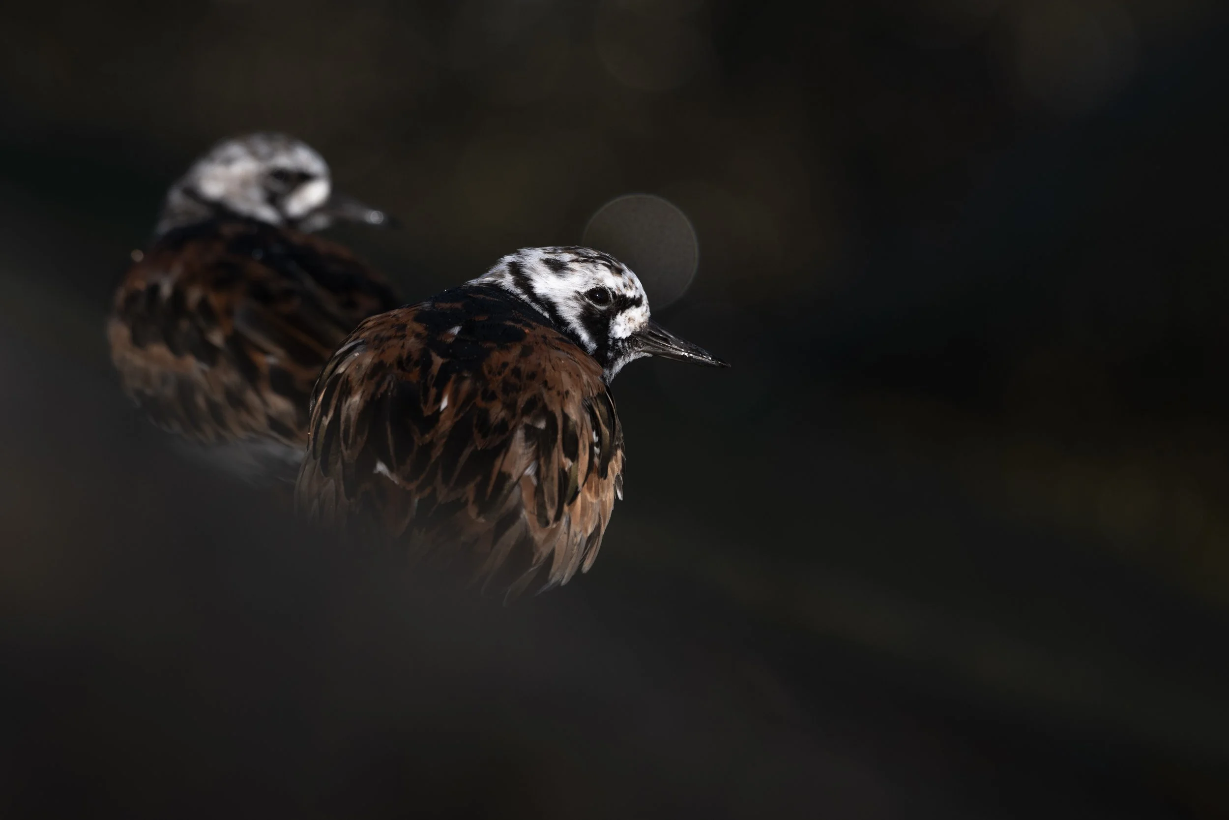 Ruddy turnstone