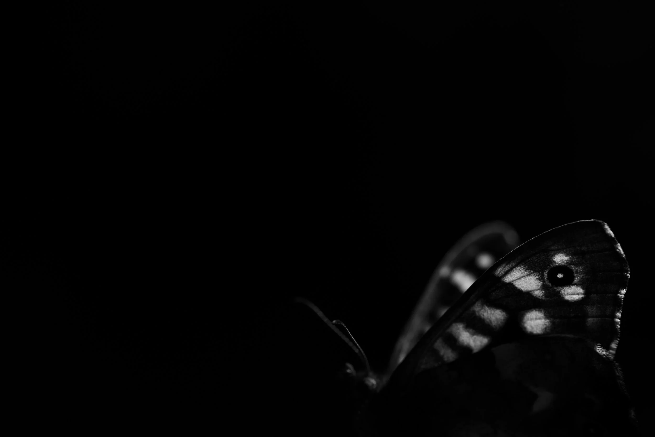 Speckled wood | NL