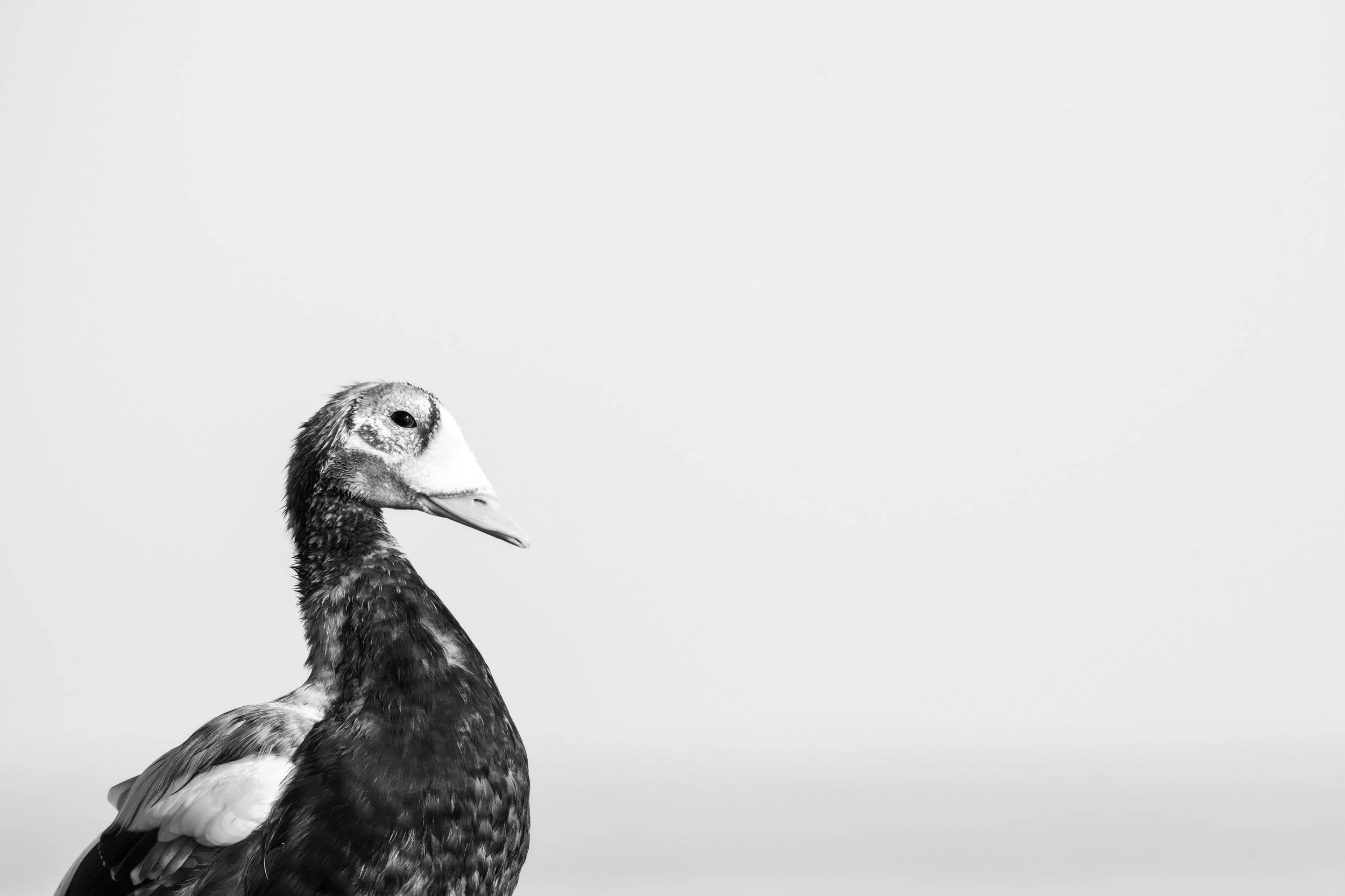 A black and white photo of a duck with a dark head and light bodies and wings, standing against a plain white background.