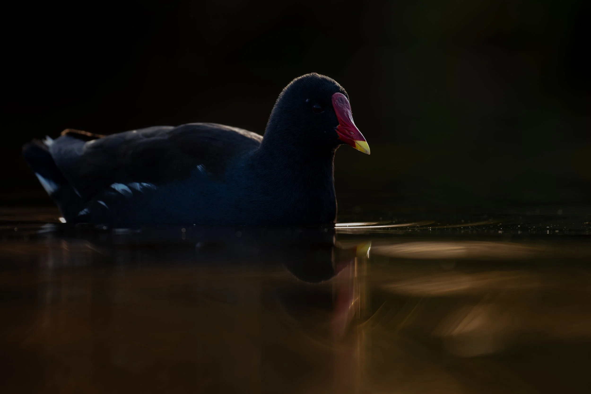 Eurasian moorhen