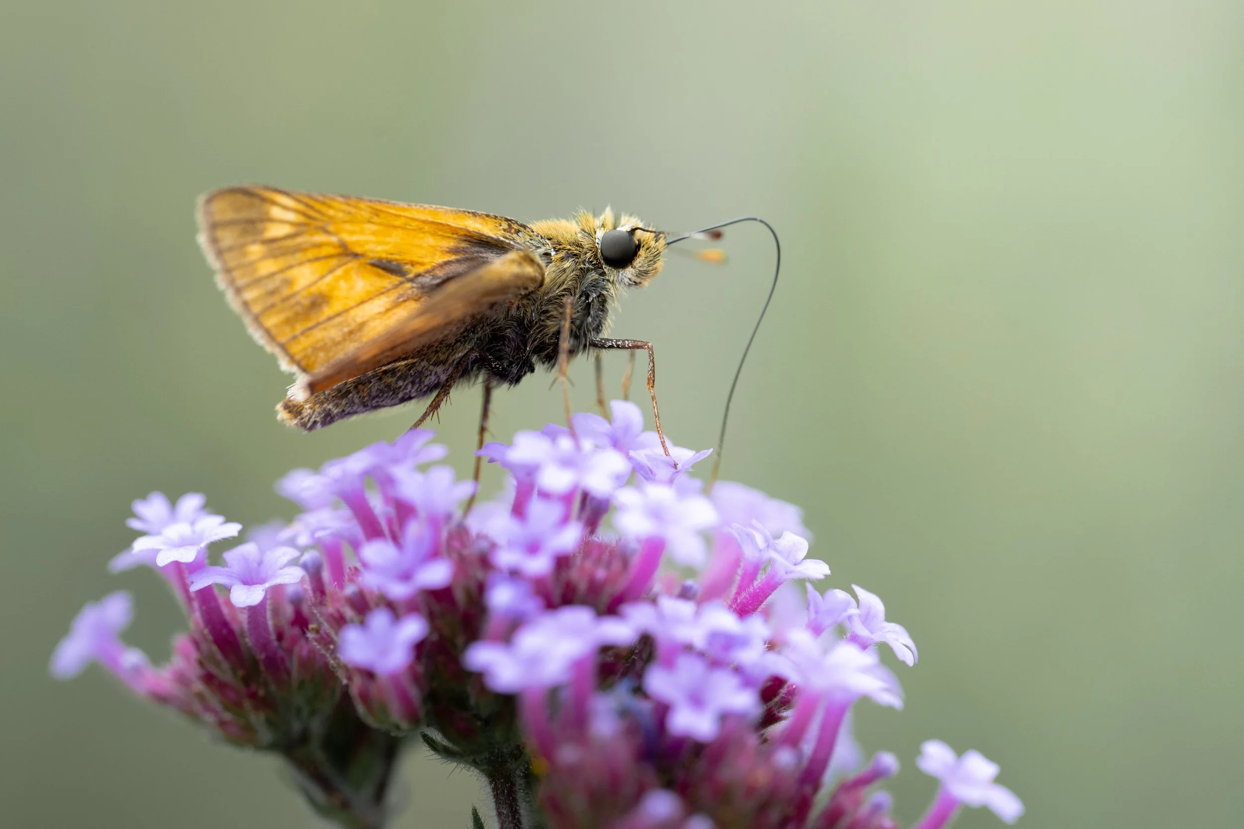 Large skipper | NL
