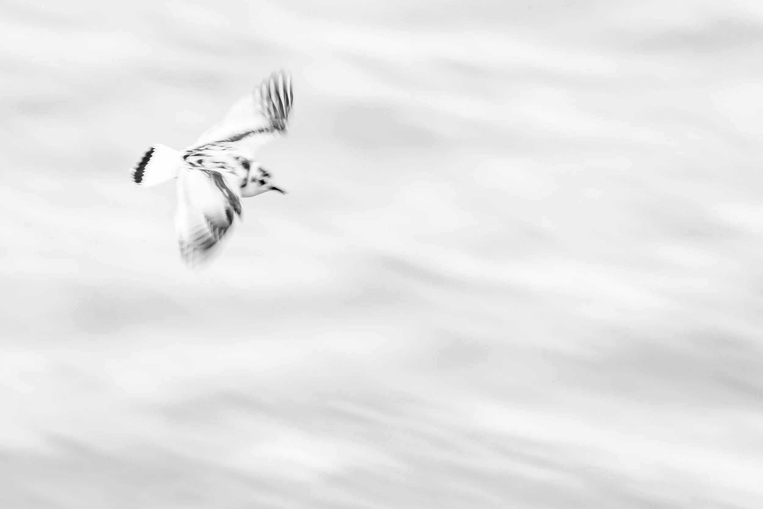 Little gull