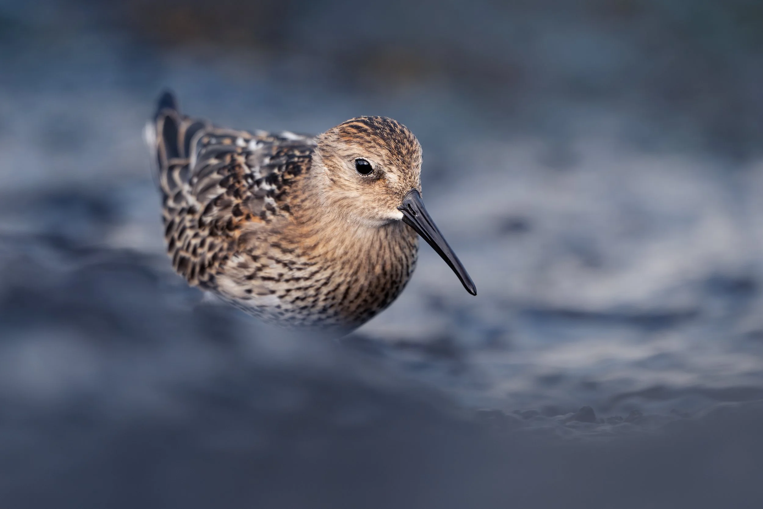 Dunlin