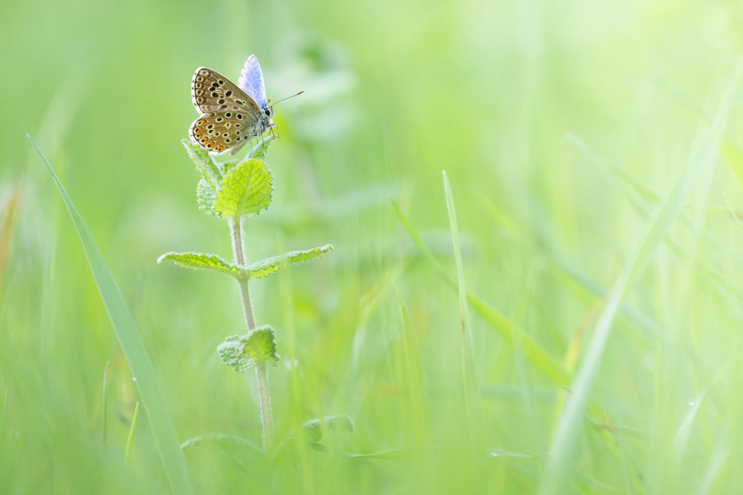 Adonis blue | PT