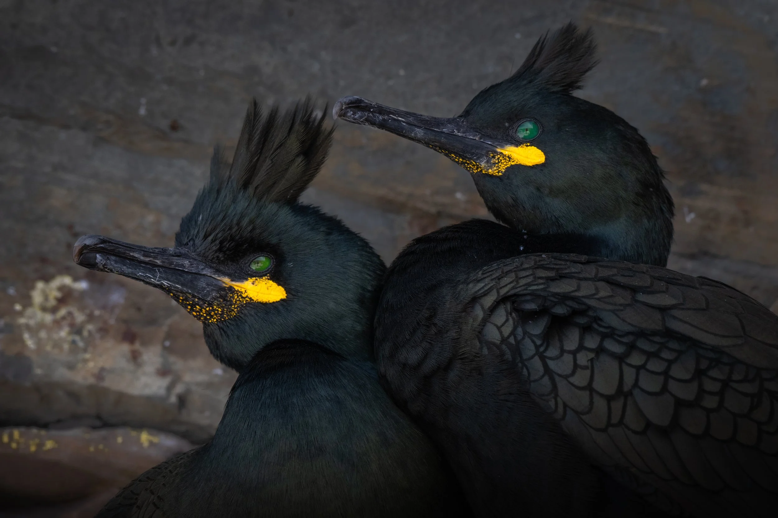 European shag