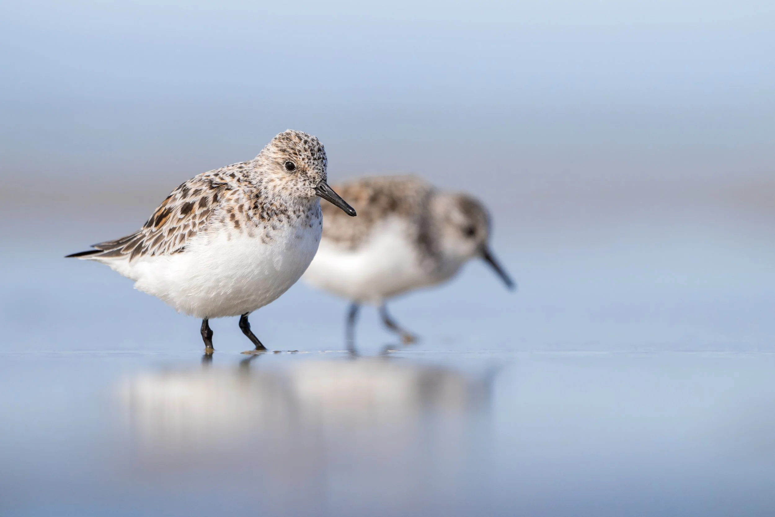 Sanderling